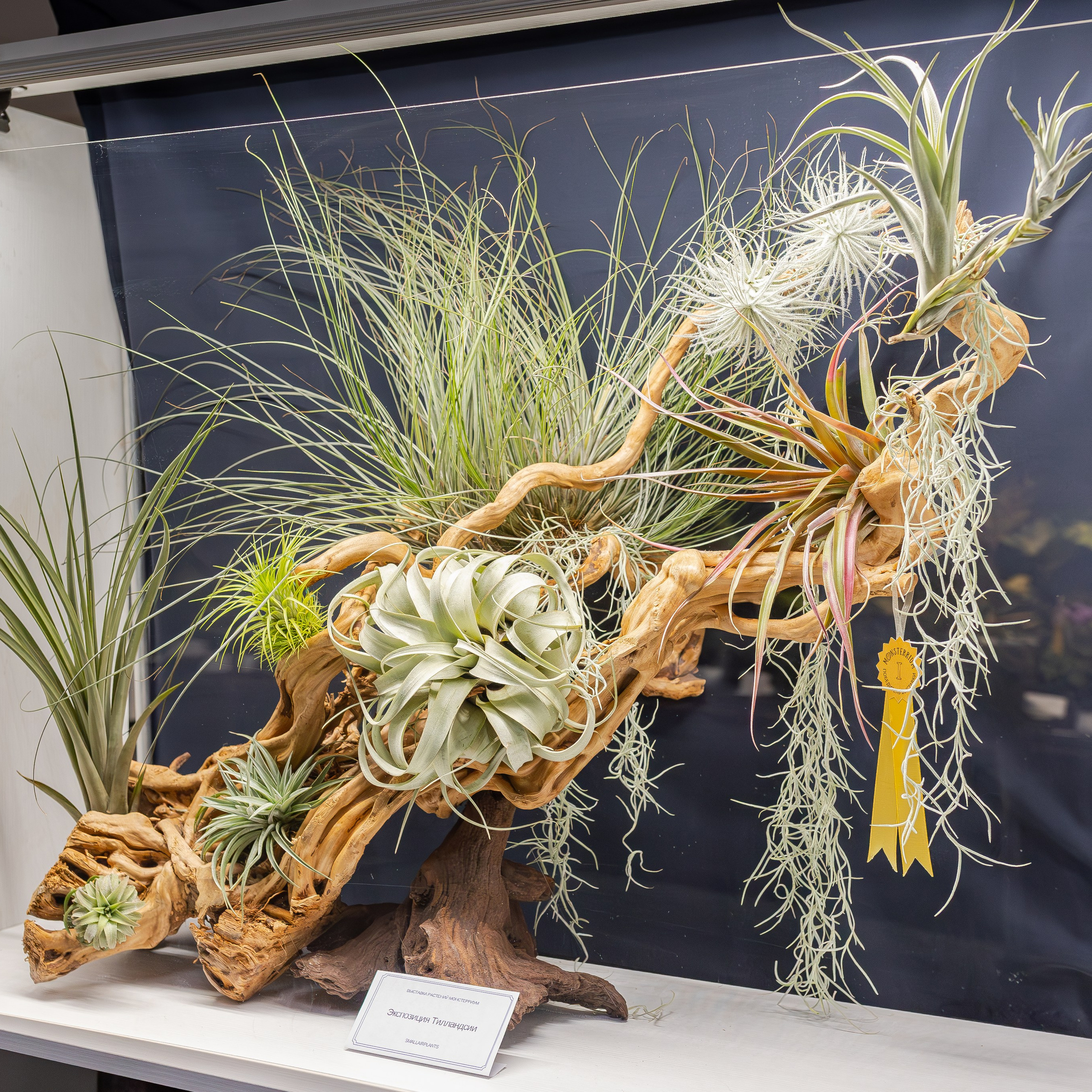 Монстериум апрель 2026