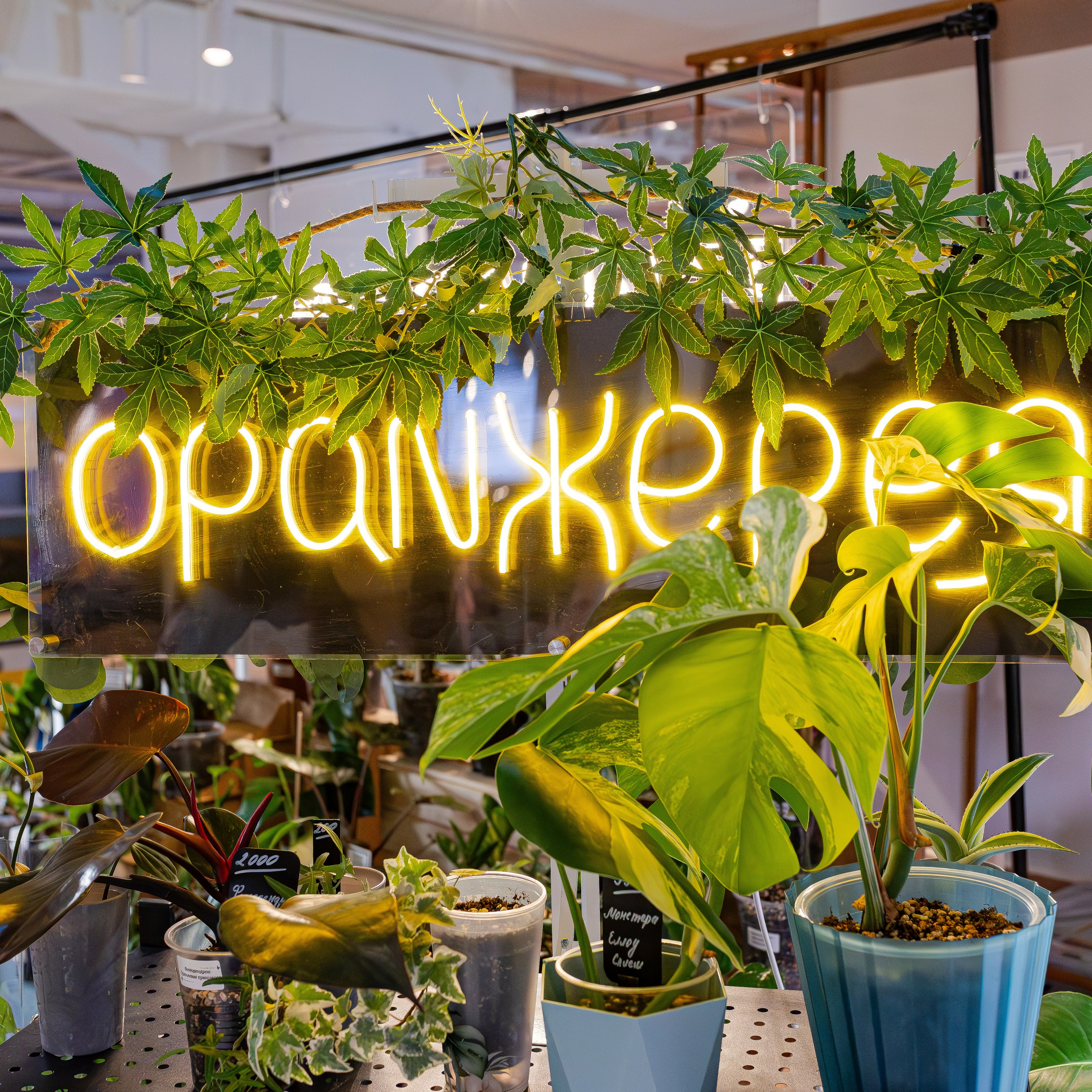 Growbox 1–2 марта