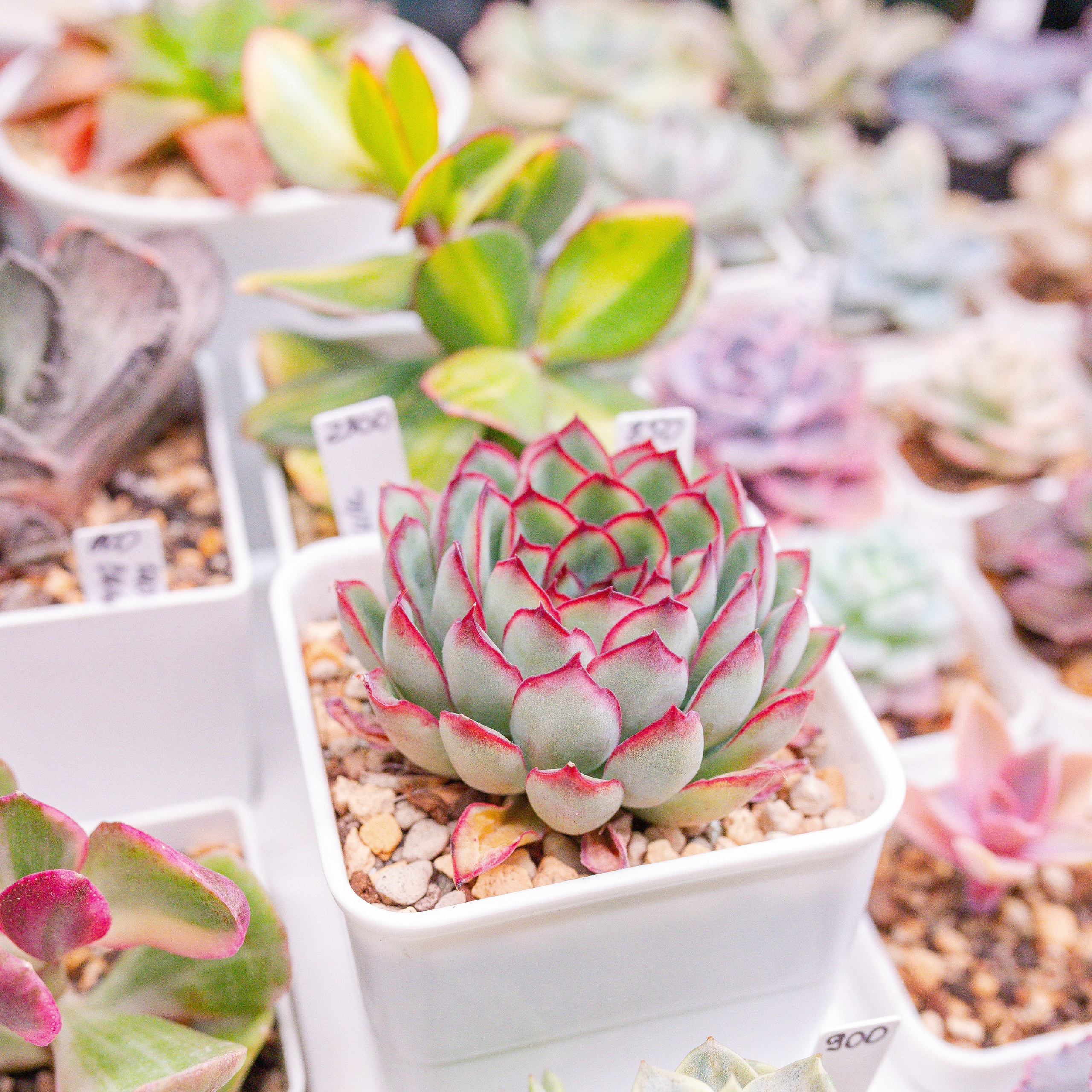 Кактус Фест