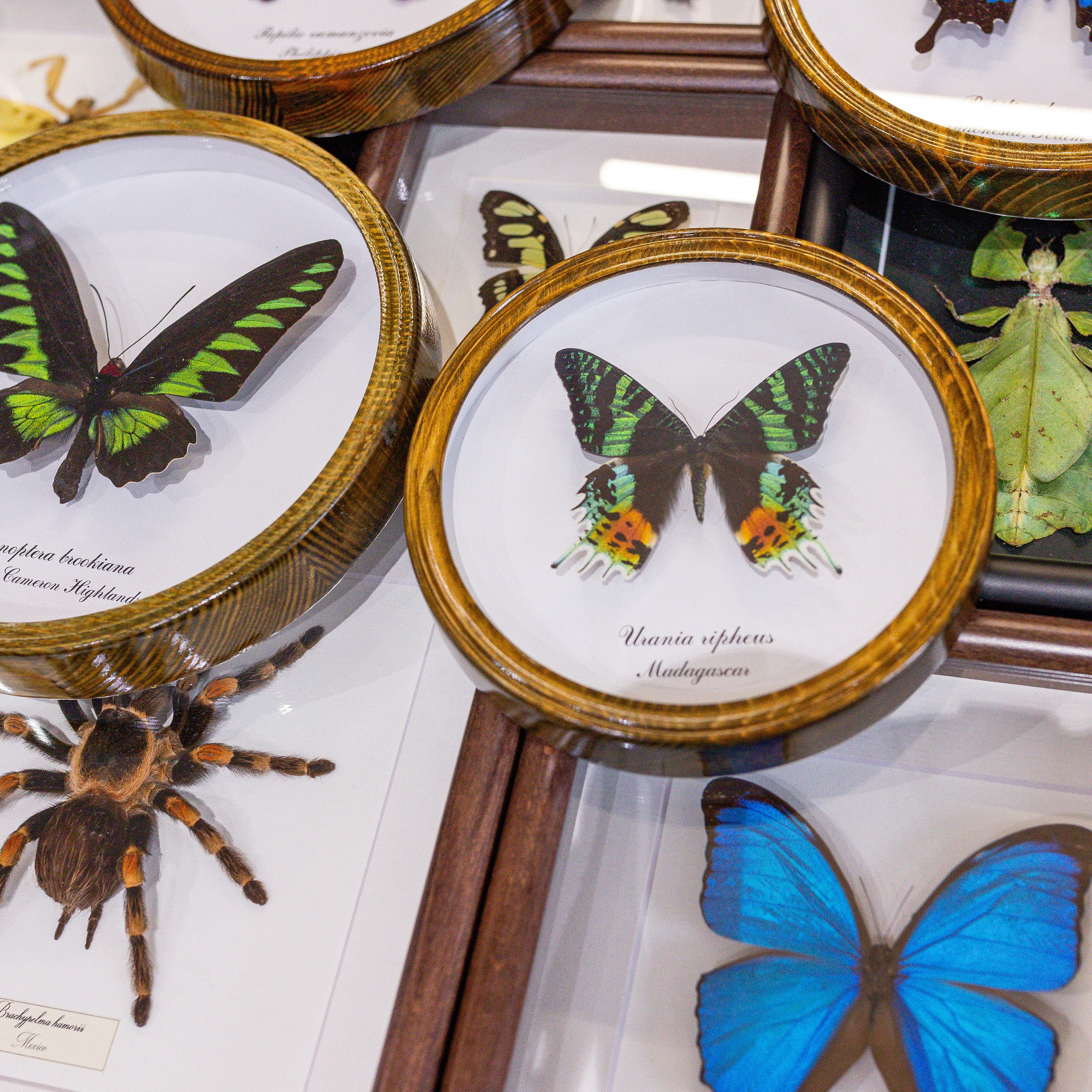 Монстериум апрель 2025