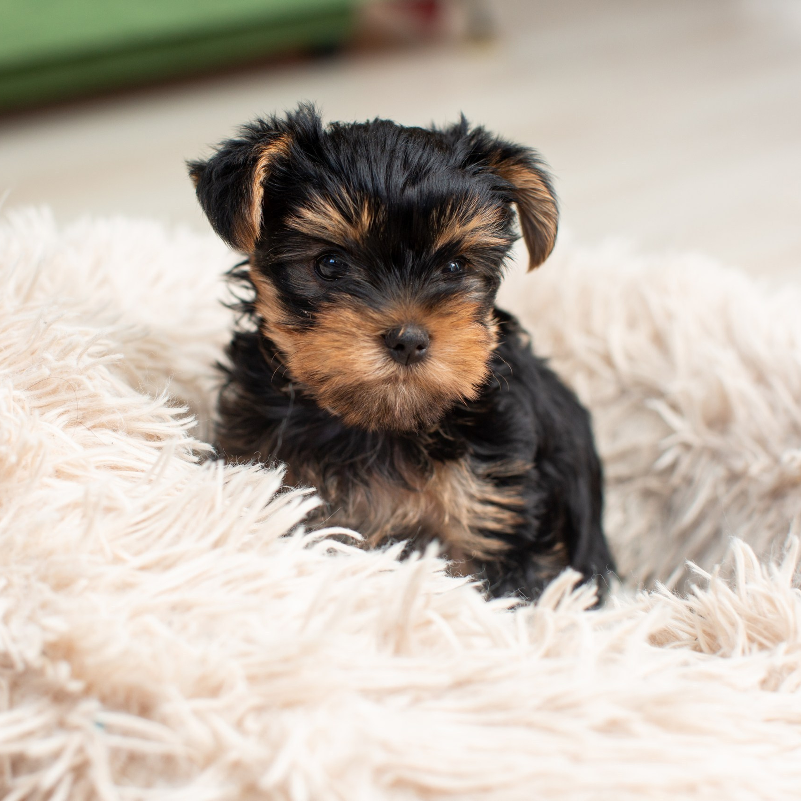 Отзывы реальных клиентов после получения фотографий. Портретный, свадебный, репортажный фотограф во Владивостоке Юлиана Джули Фокс