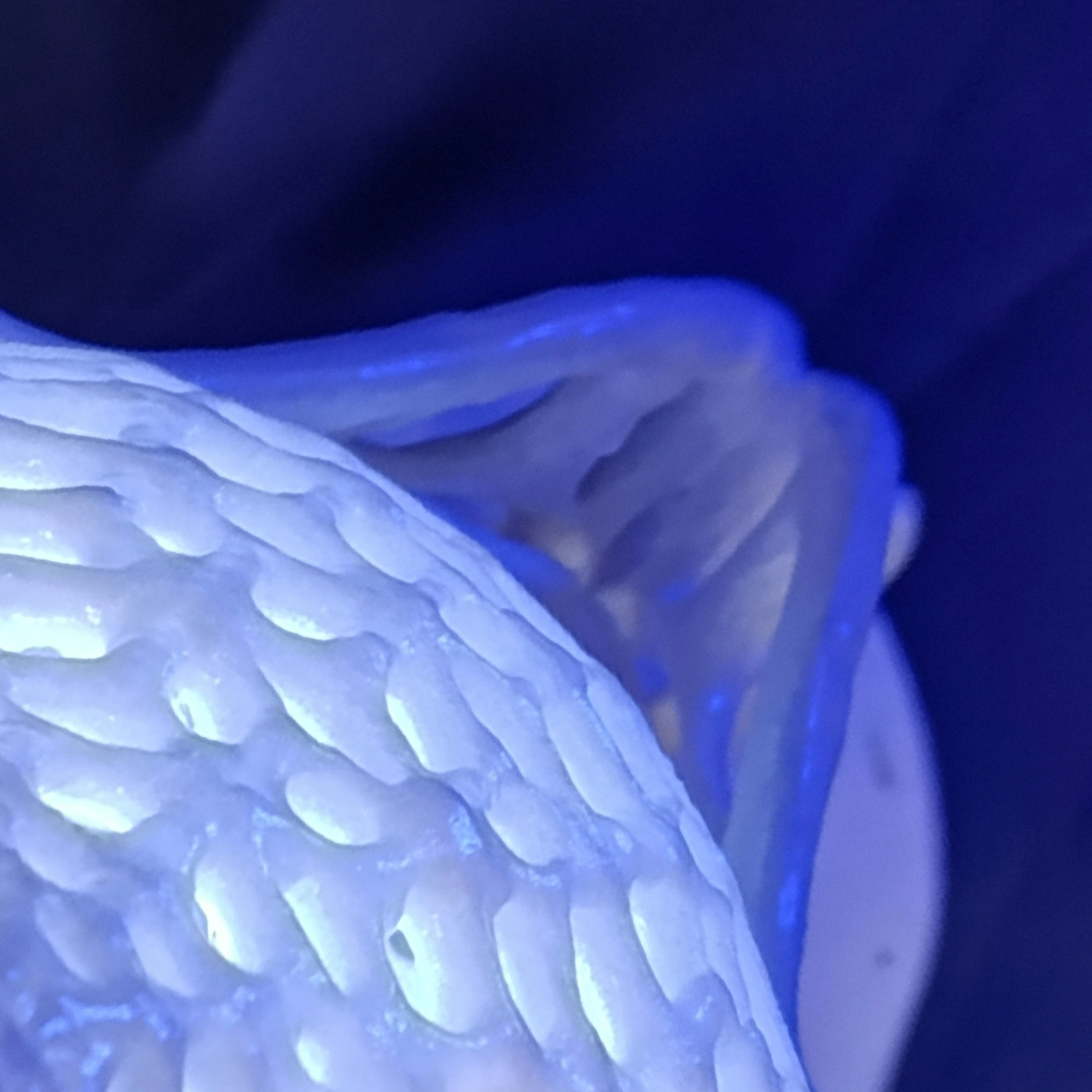 Дыхание берез #100: Объект из переработанного пластика. Саша Малышева ● Художник