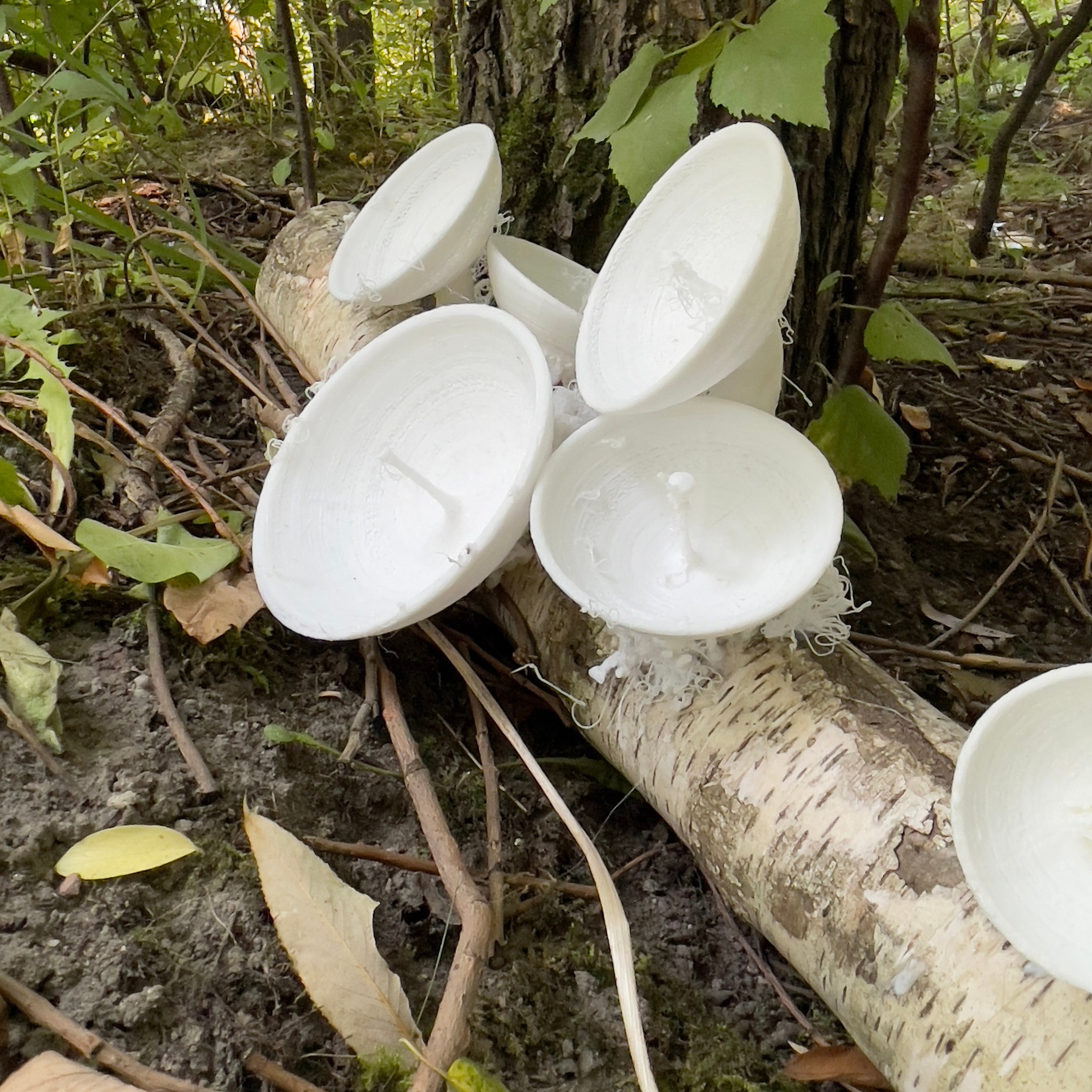 При|родное #79. Саша Малышева ● Художник