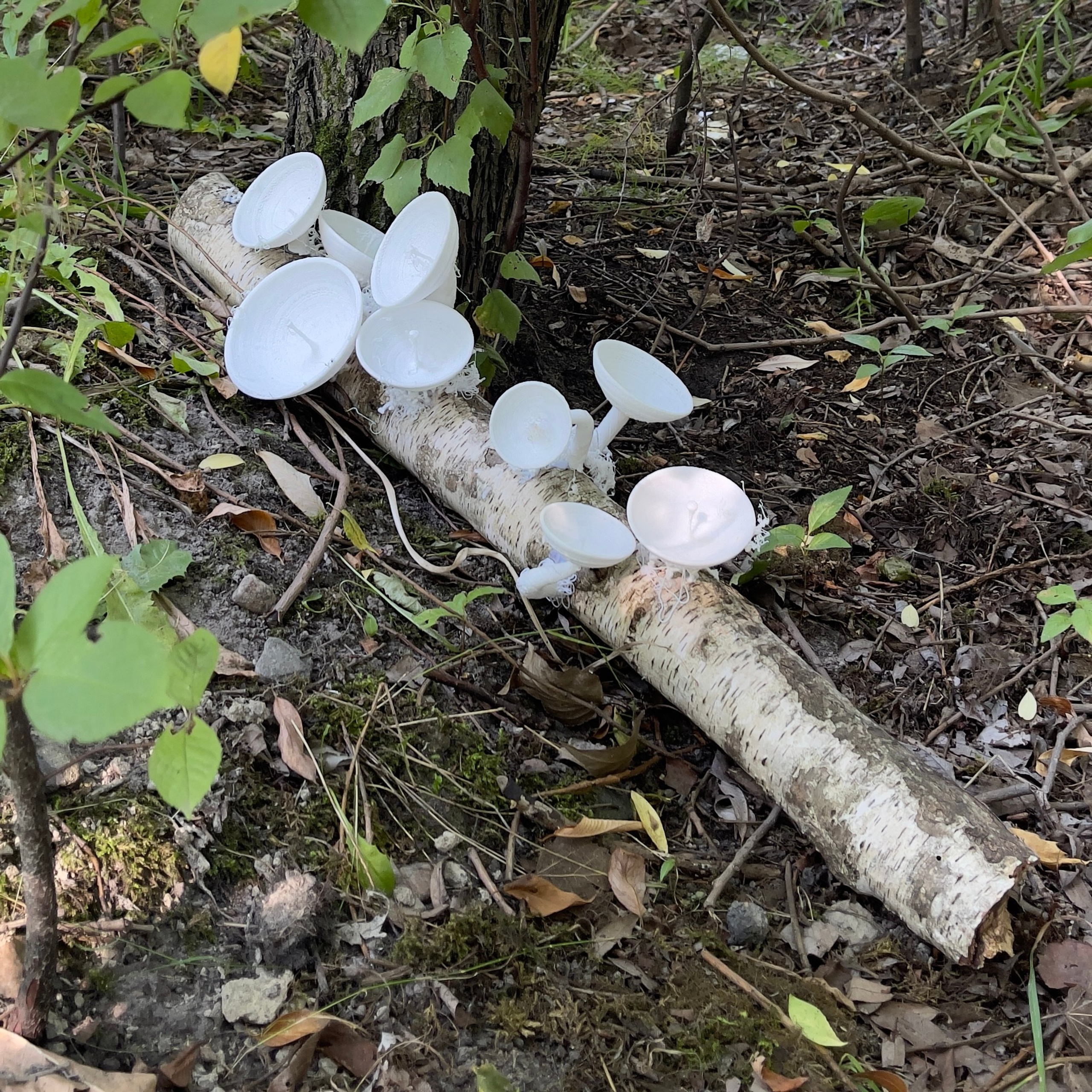 При|родное #79. Саша Малышева ● Художник