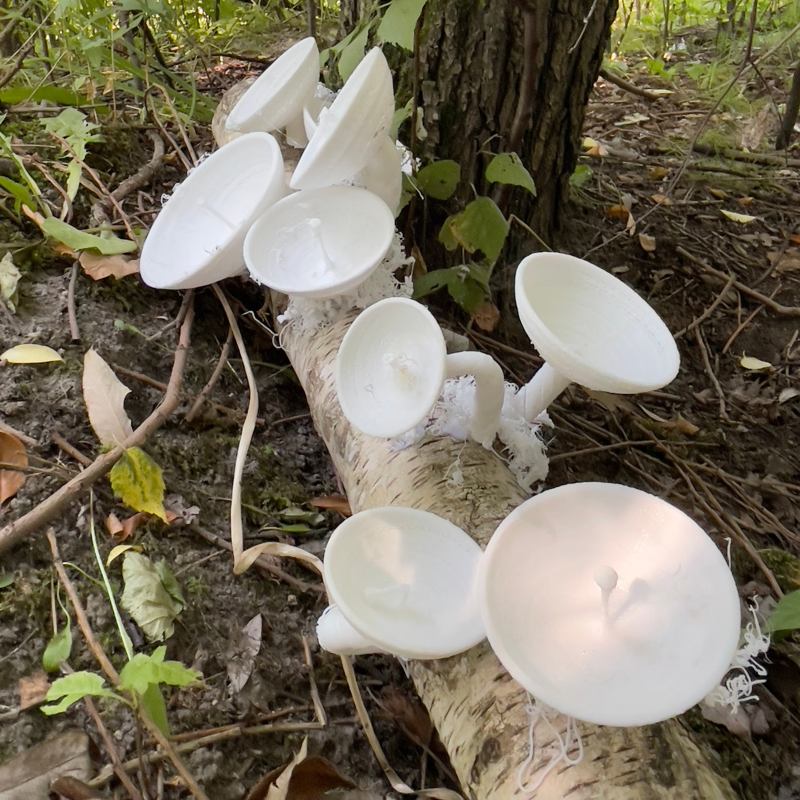 При|родное #79. Саша Малышева ● Художник