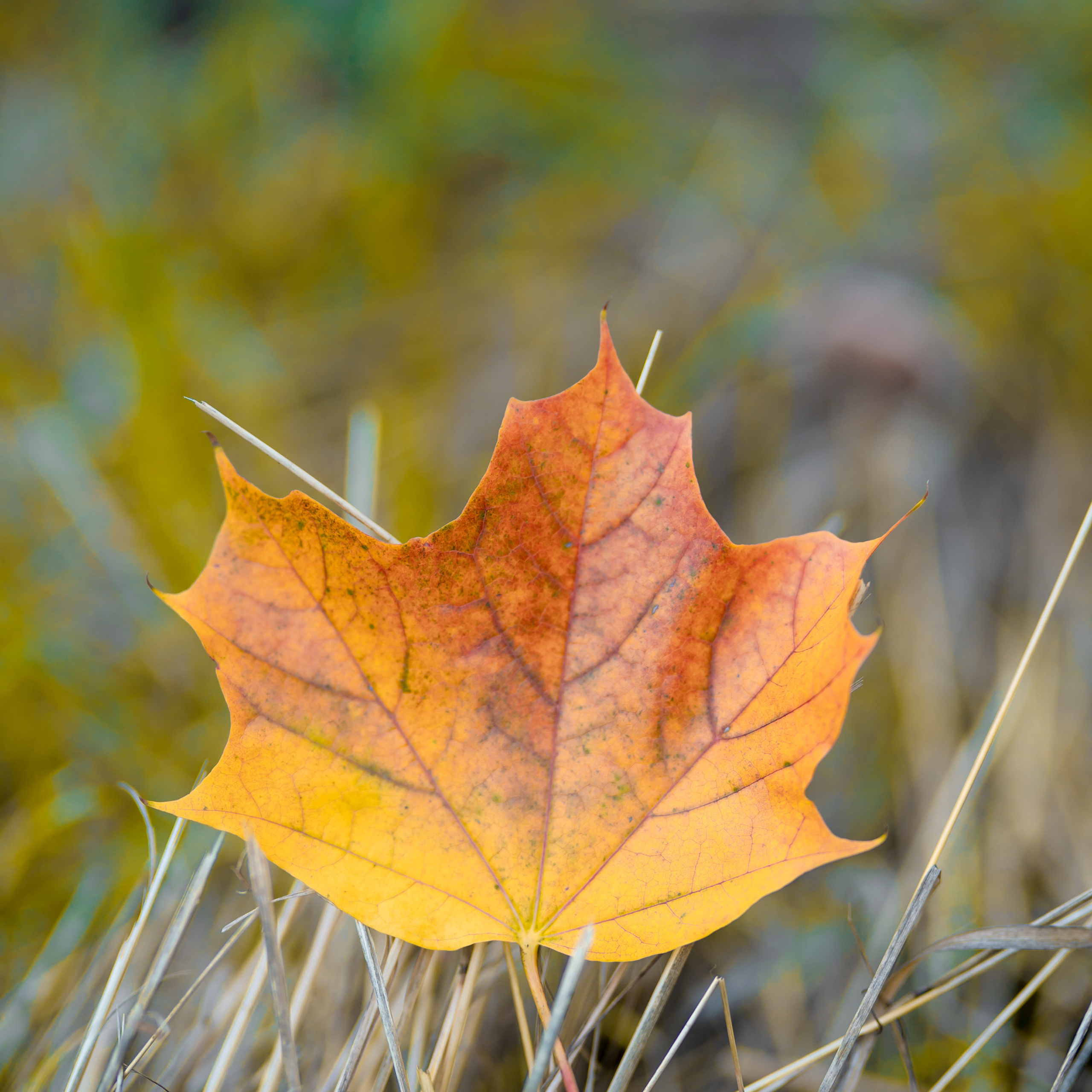 Напишите мне отзыв о моей работе. Детский, семейный фотограф: newborn, беременность, годовасие, репортаж. Москва
