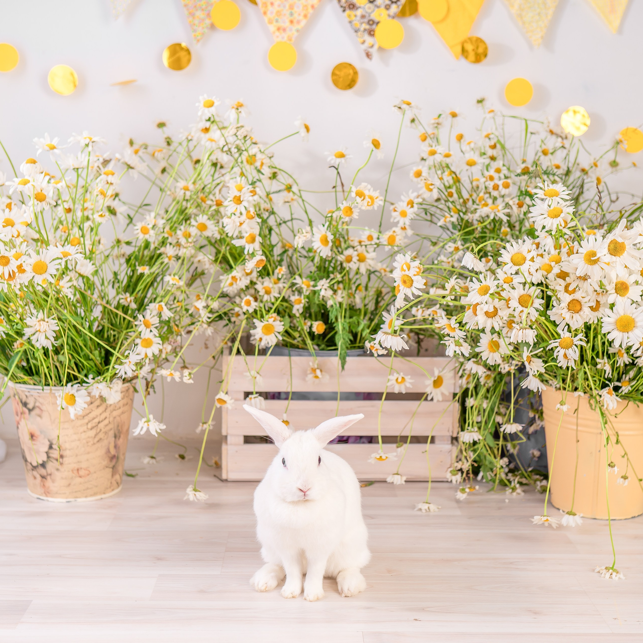 Фотопроекты москва. Детский, семейный фотограф: newborn, беременность, годовасие, репортаж. Москва