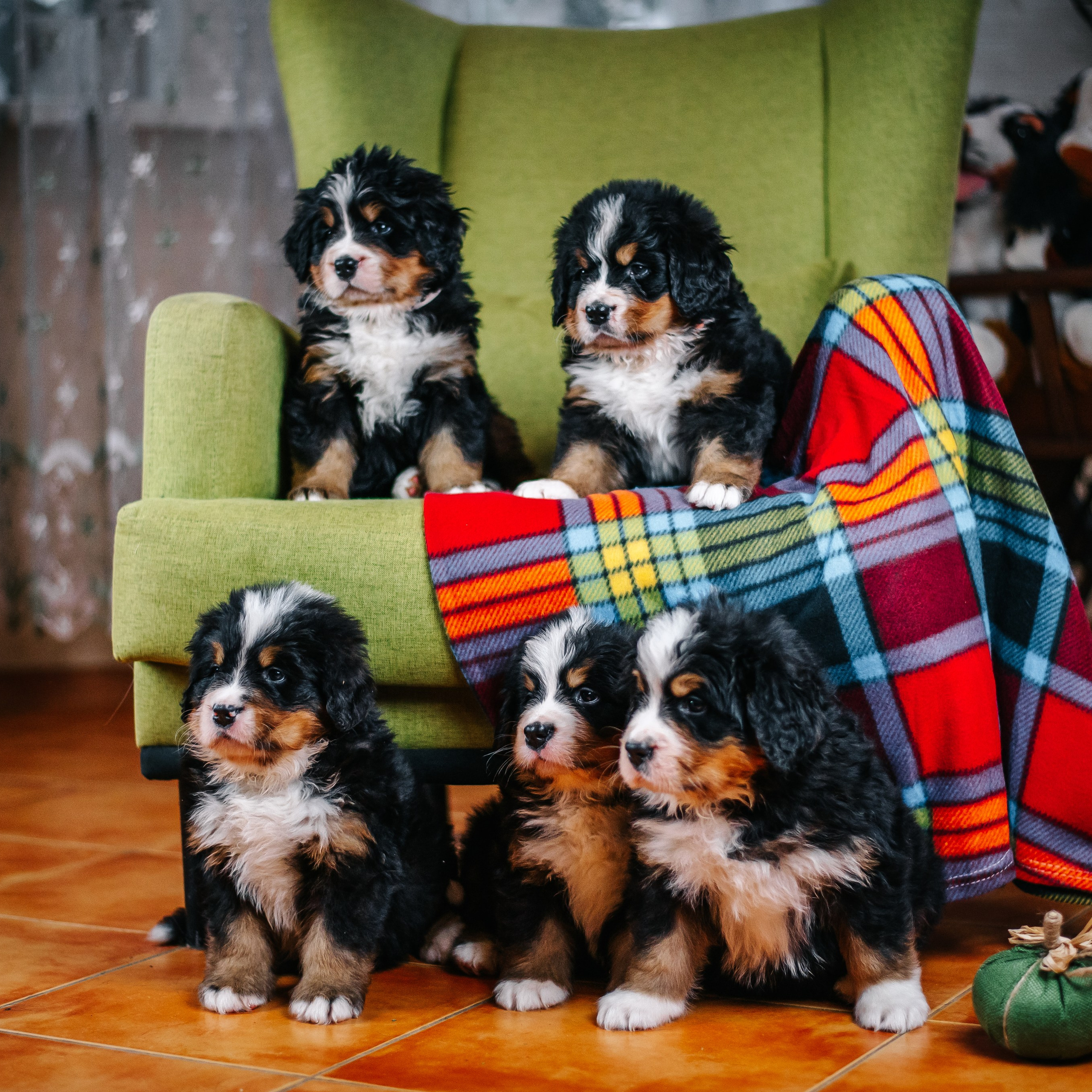 Бернские зенненхунды