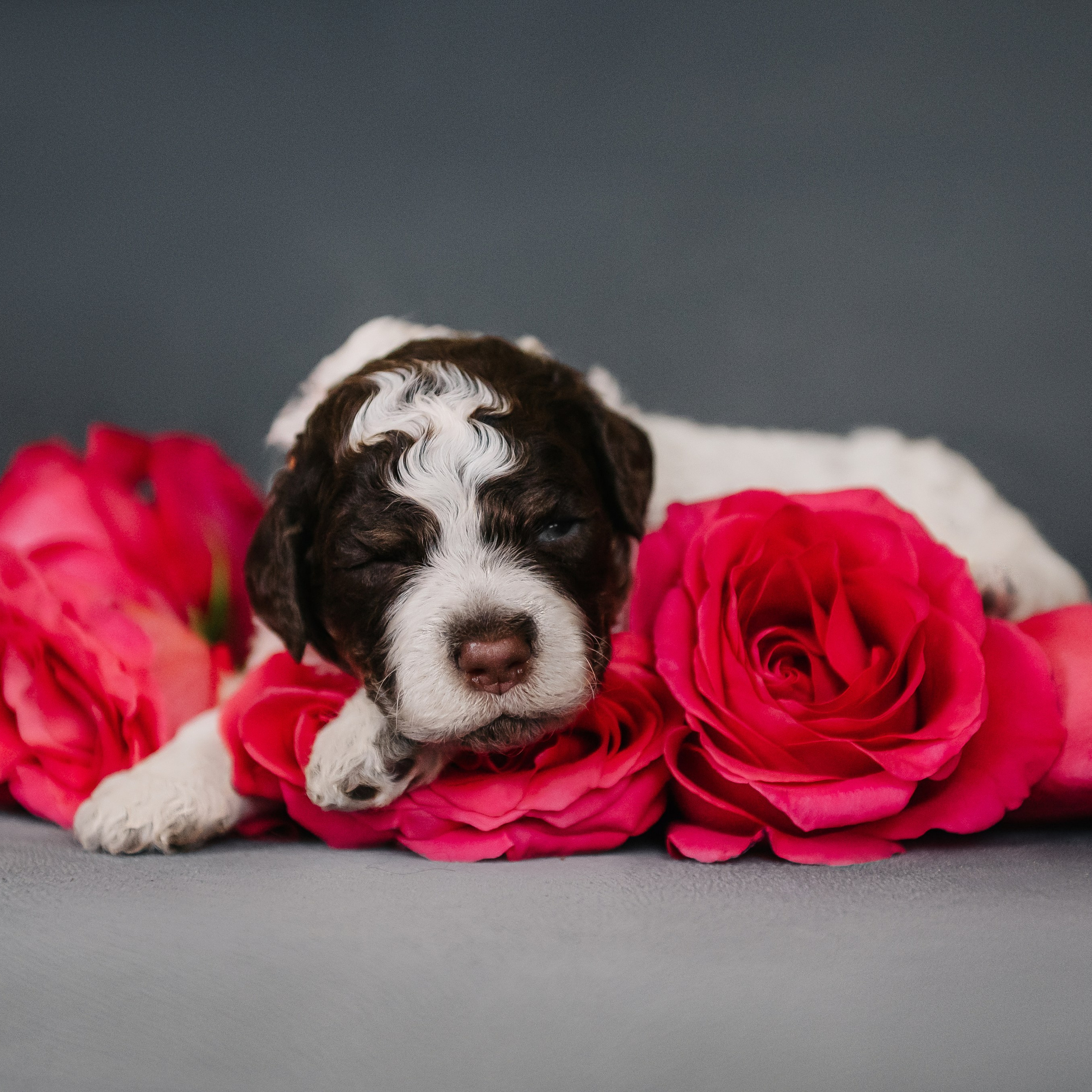 Лаготто-романьоло