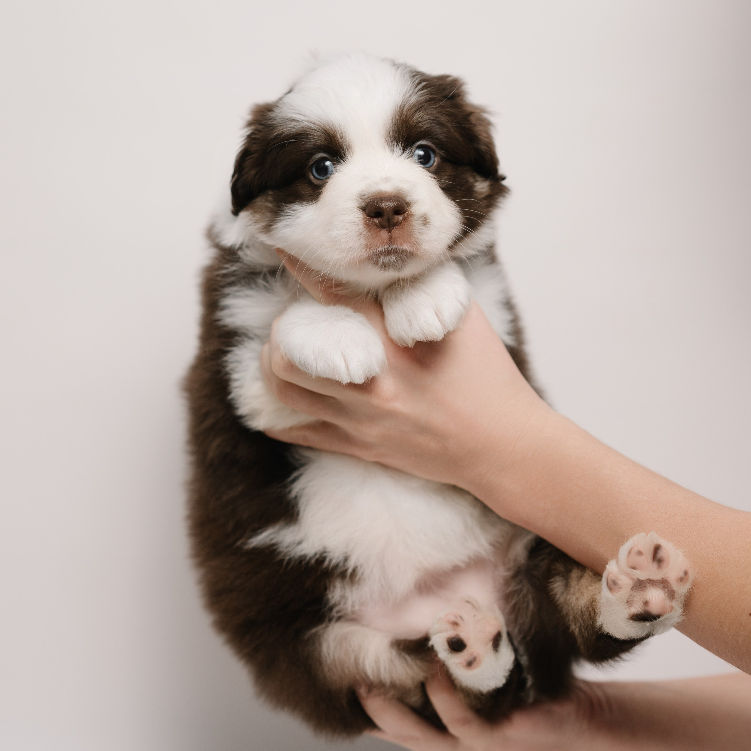 Миниатюрная австралийская овчарка