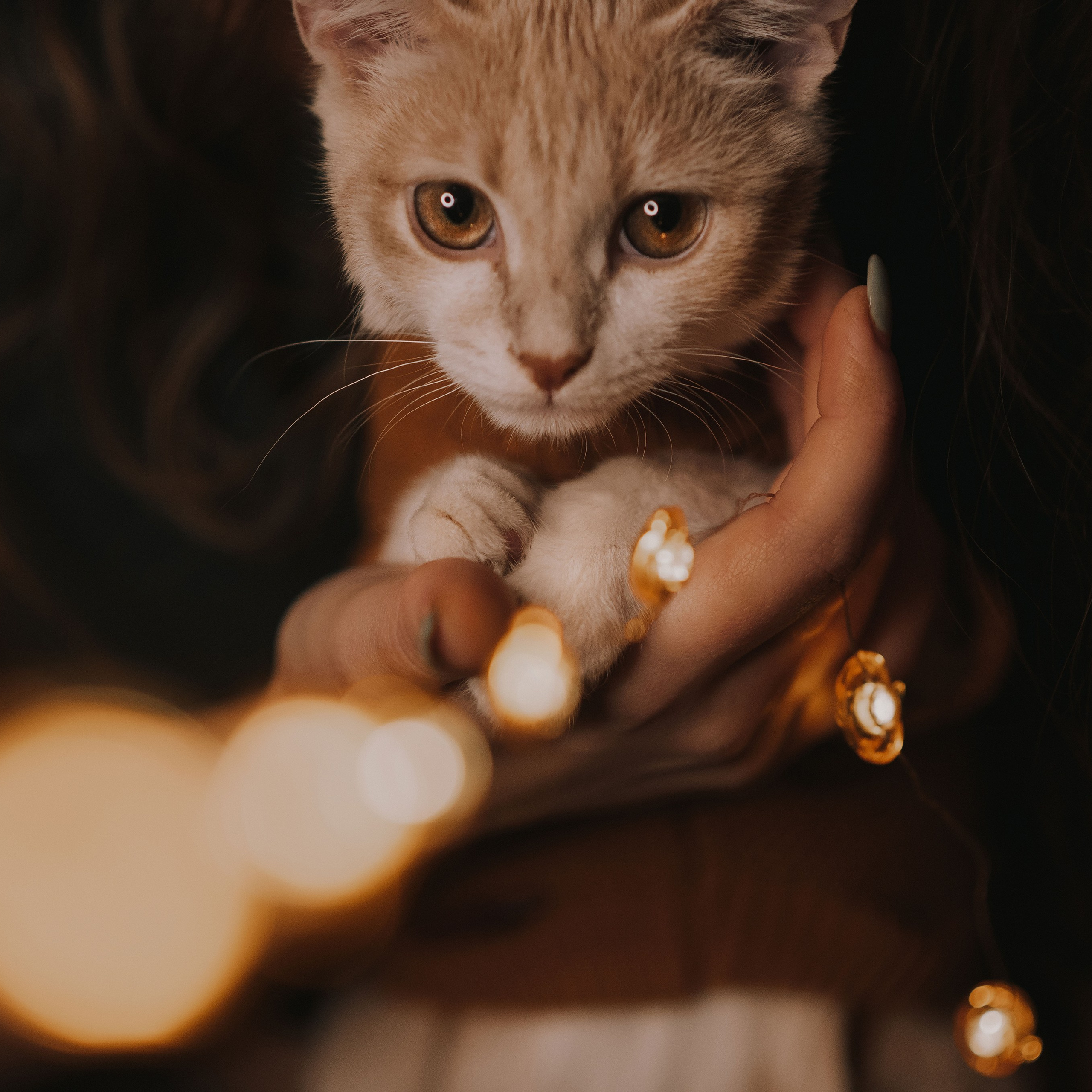 Котовая серия: Настя и Текилла (Королёв, 2022)