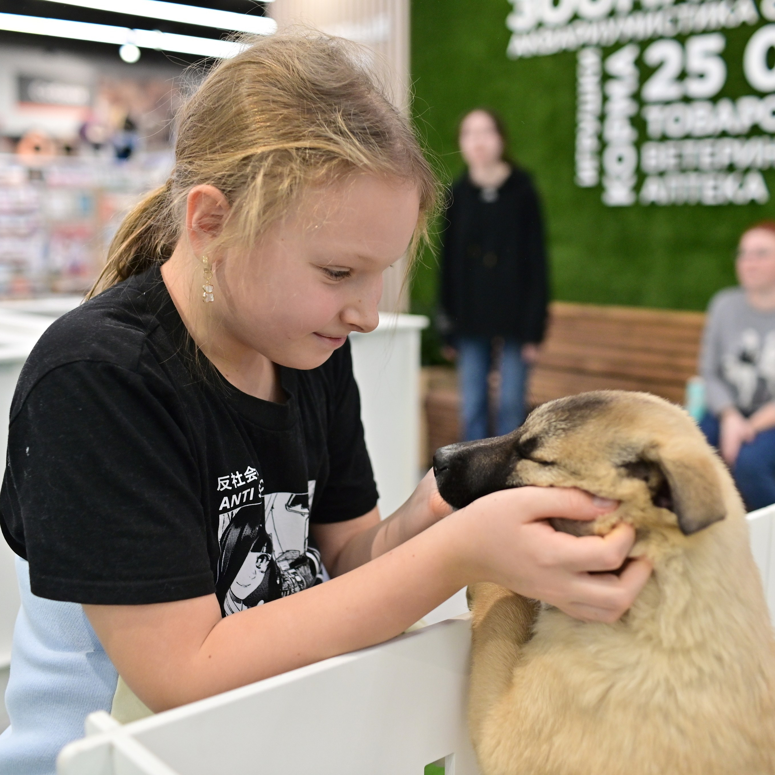 Выставка-пристройство: приют «Просто живи»