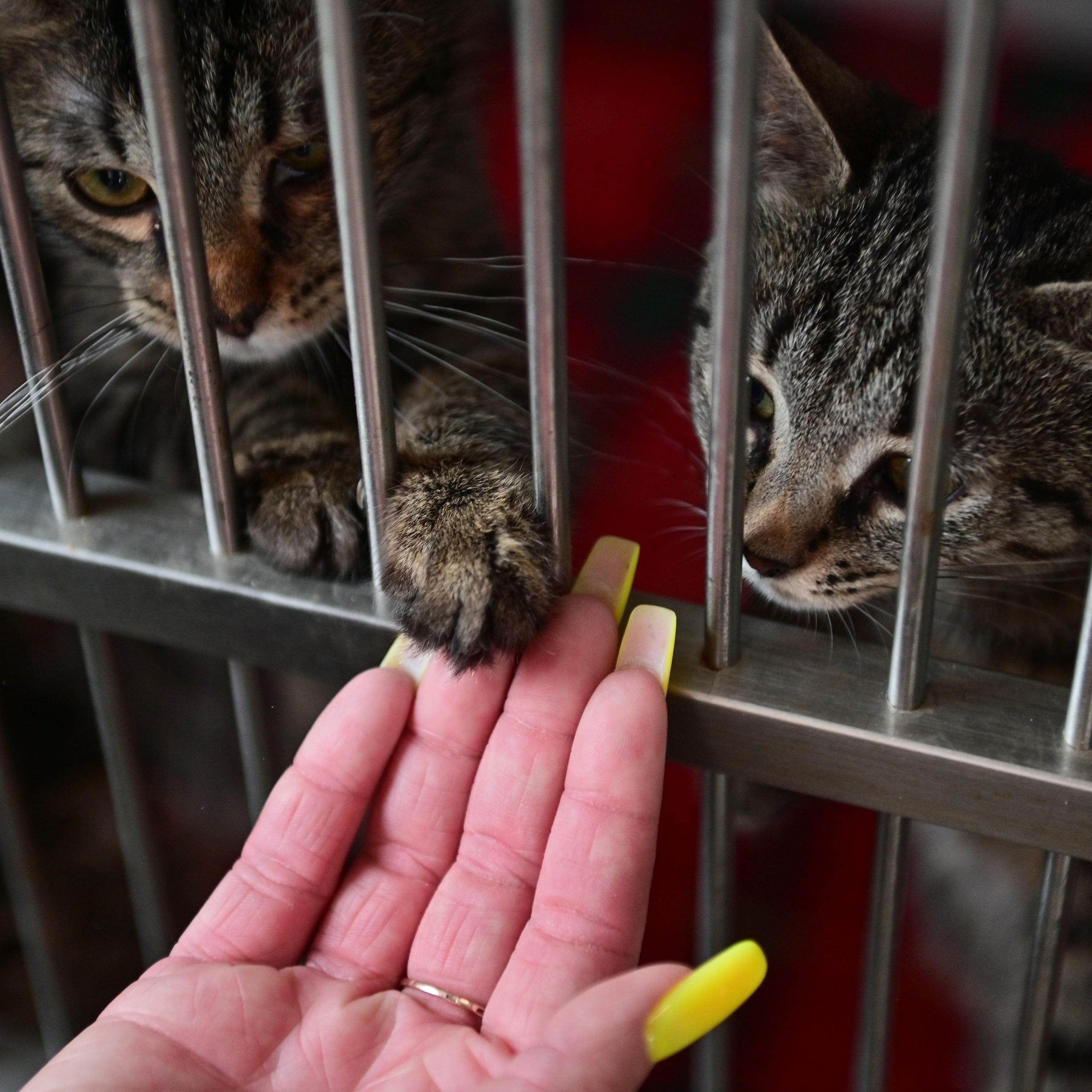 Добролап: поездка в приют «Ника»