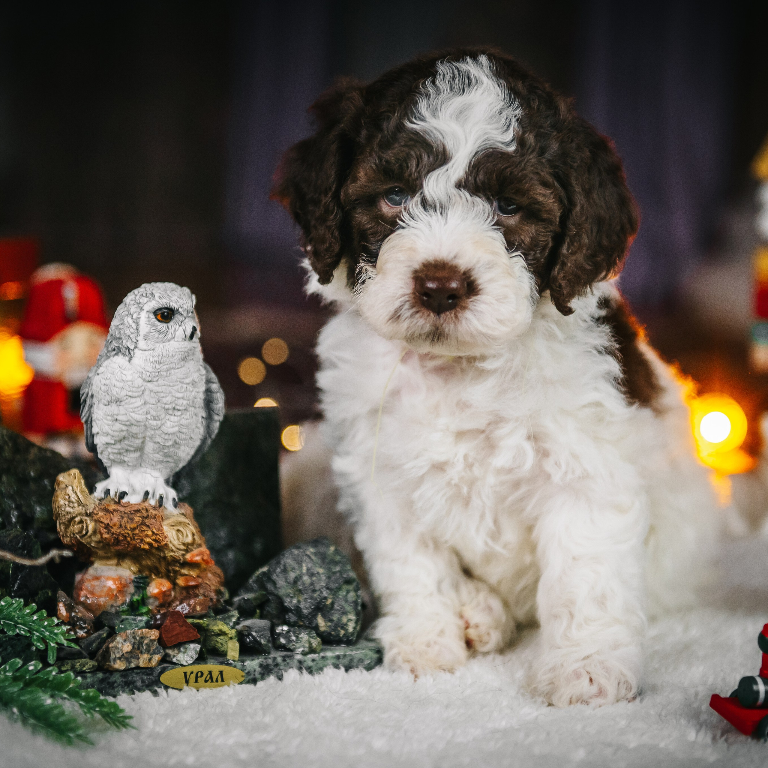 Лаготто-романьоло