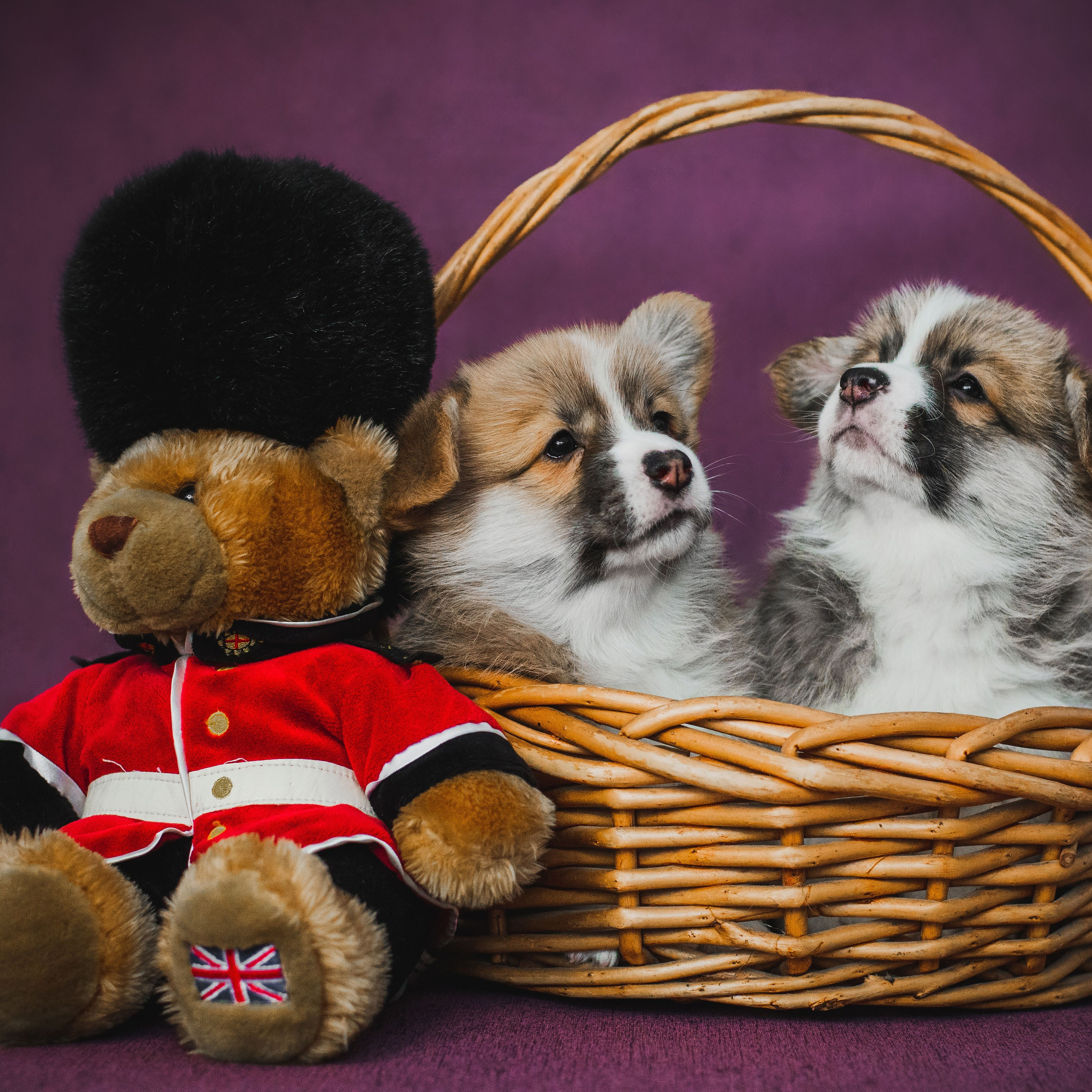 Вельш-корги пемброк