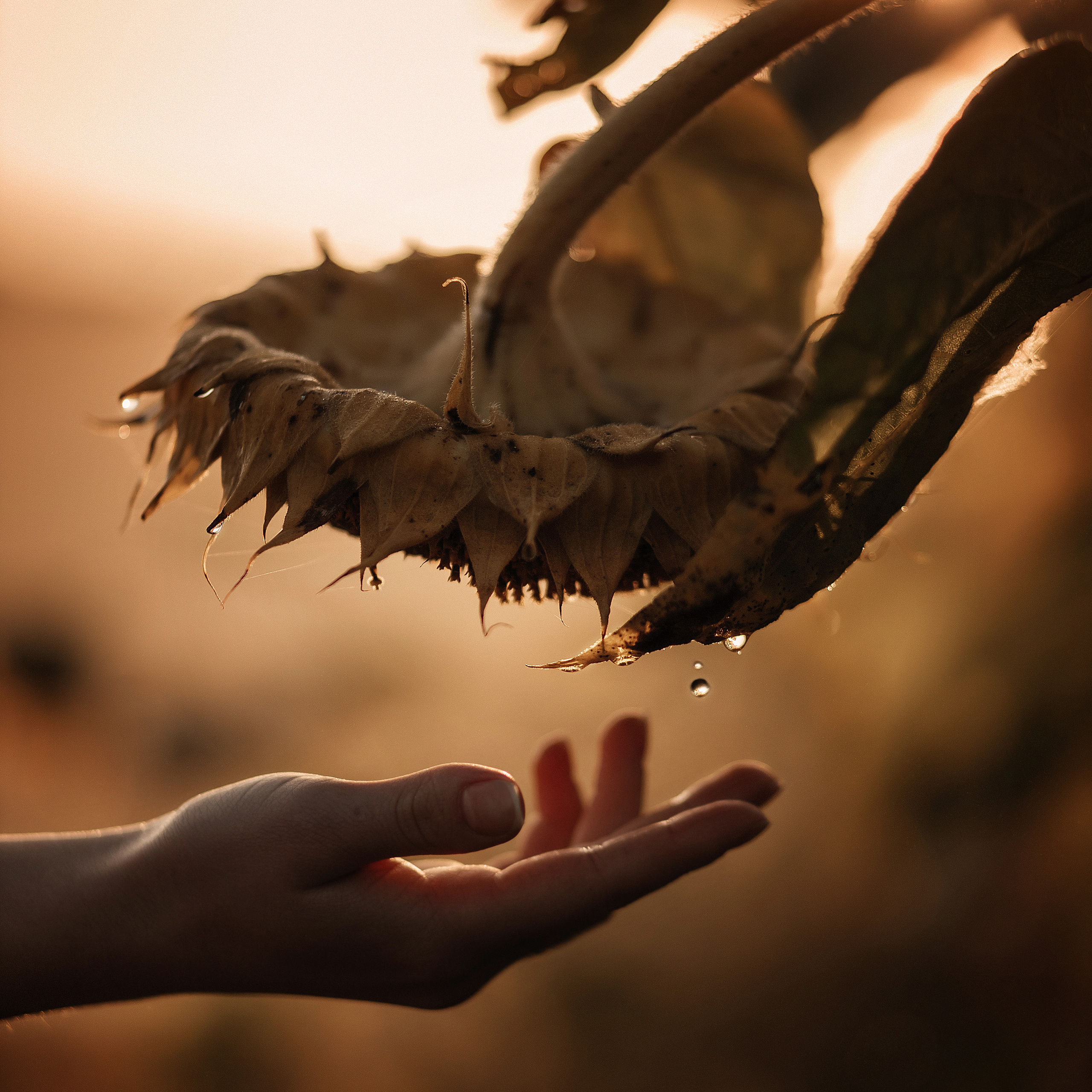 Золотой рассвет