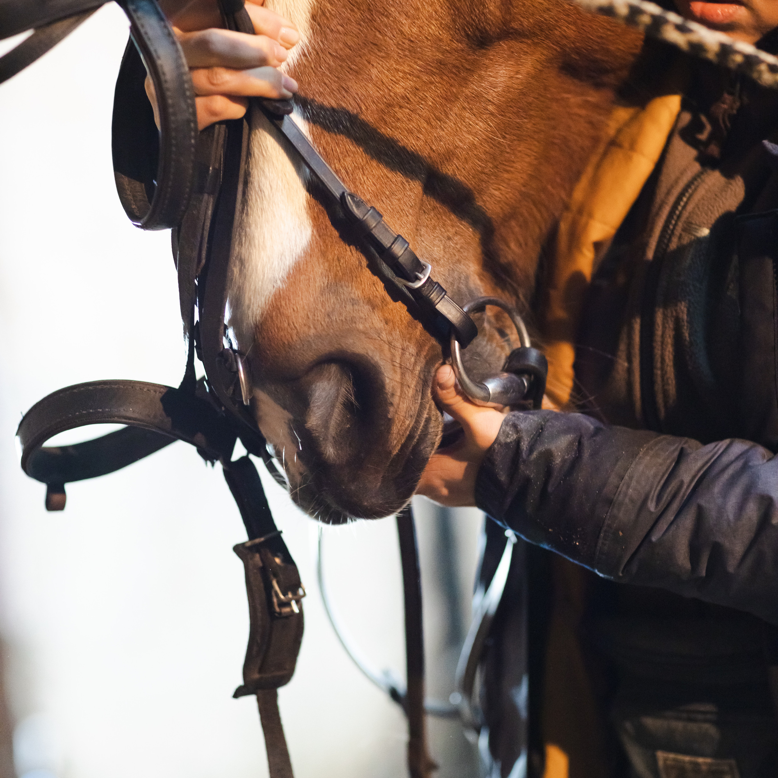 Стелла и Каскад 18/12/22. Фотограф Борис Грибанов