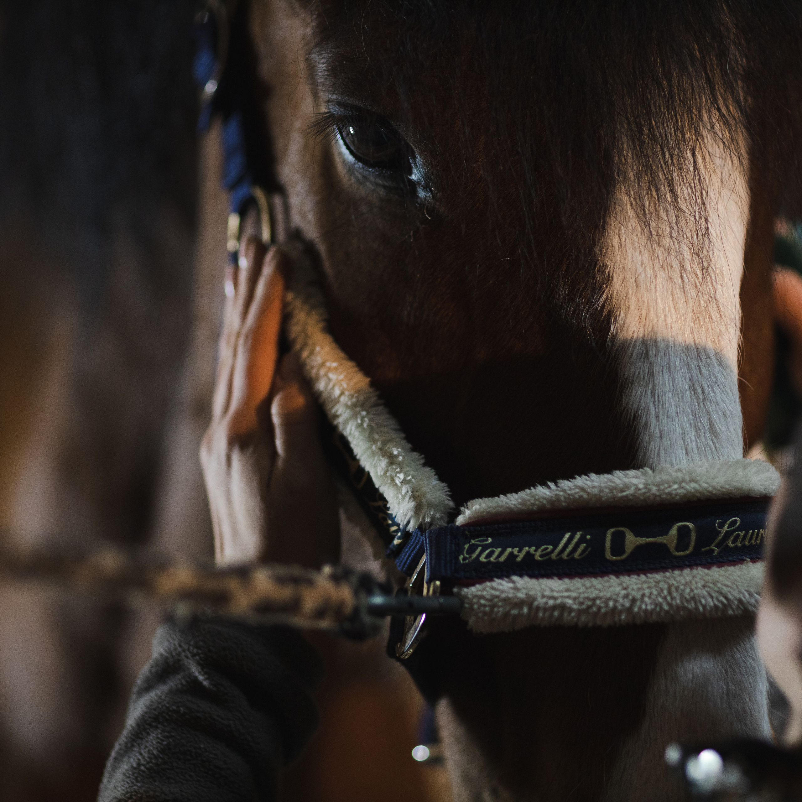 Стелла и Каскад 18/12/22. Фотограф Борис Грибанов