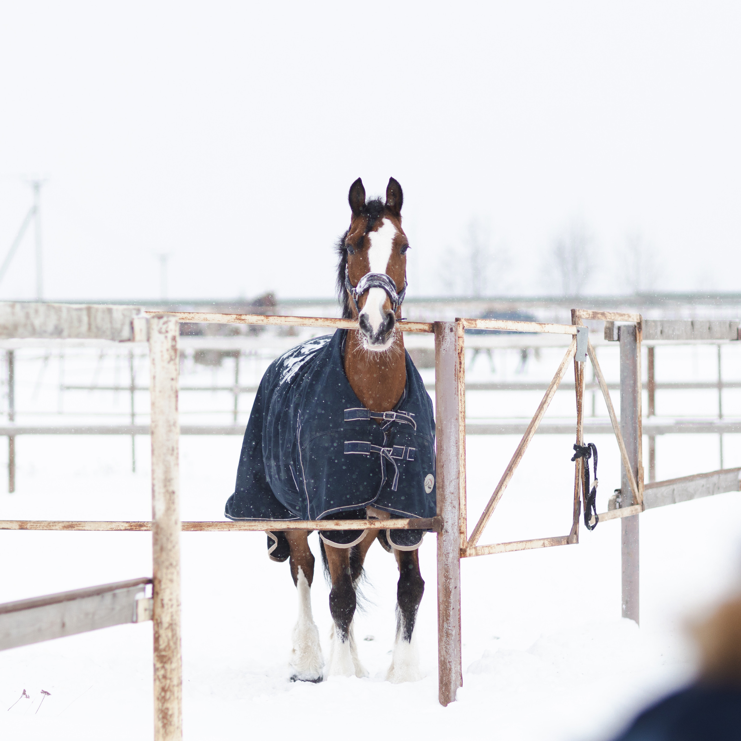 Стелла и Каскад 18/12/22. Фотограф Борис Грибанов