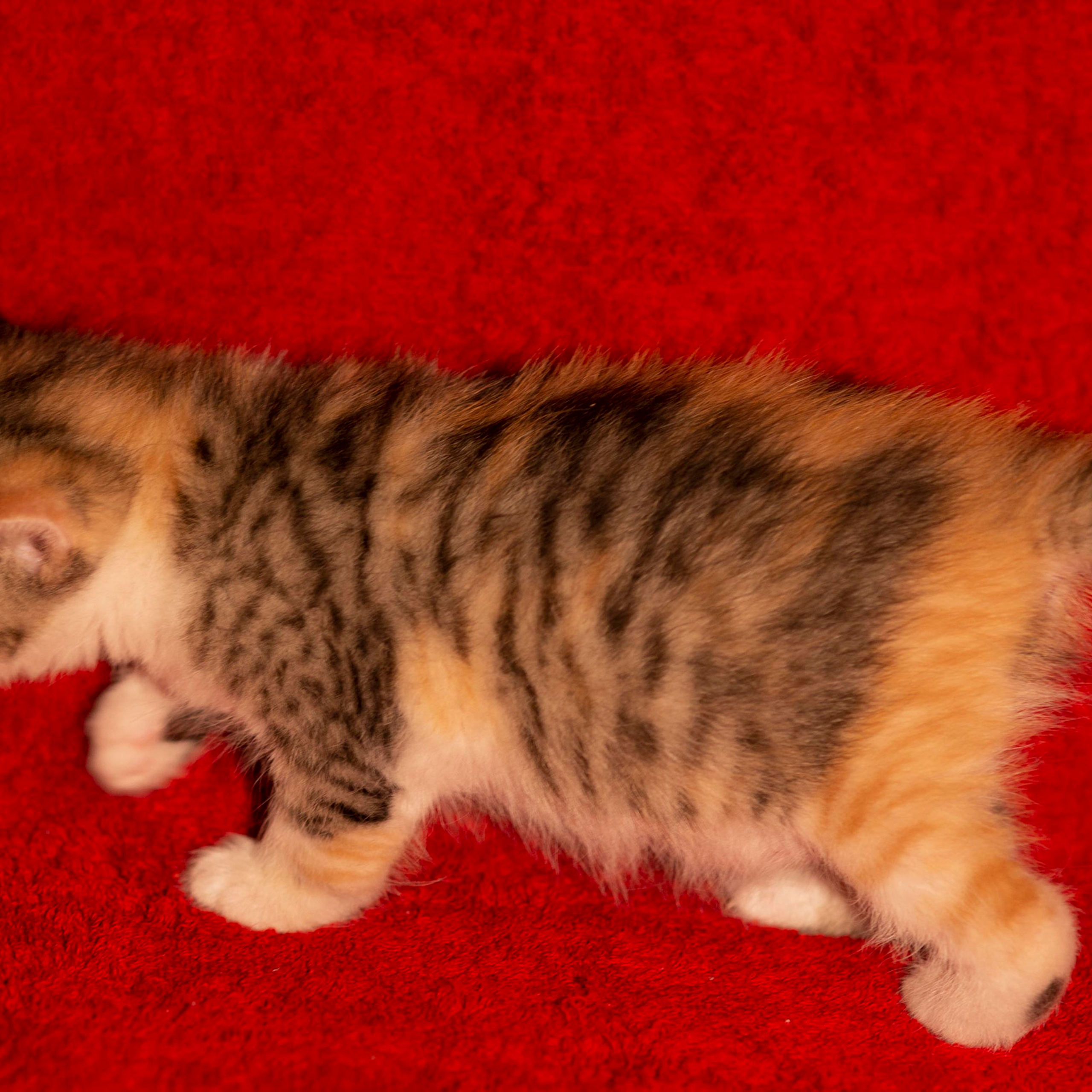 Отзывы. Свадебный фотограф, портретный фотограф в Москве и Саратове Оксана Анциферова