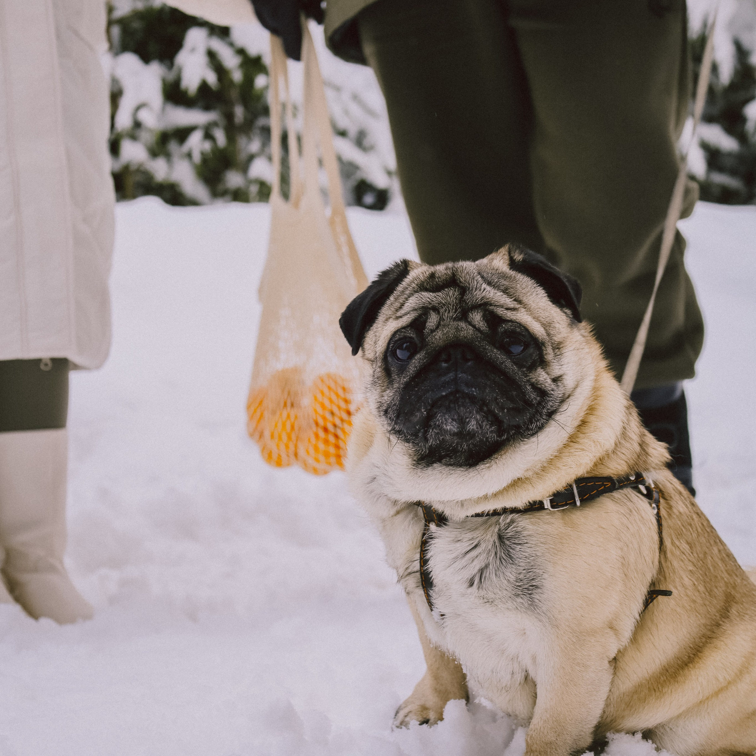 Анастасия & Никита