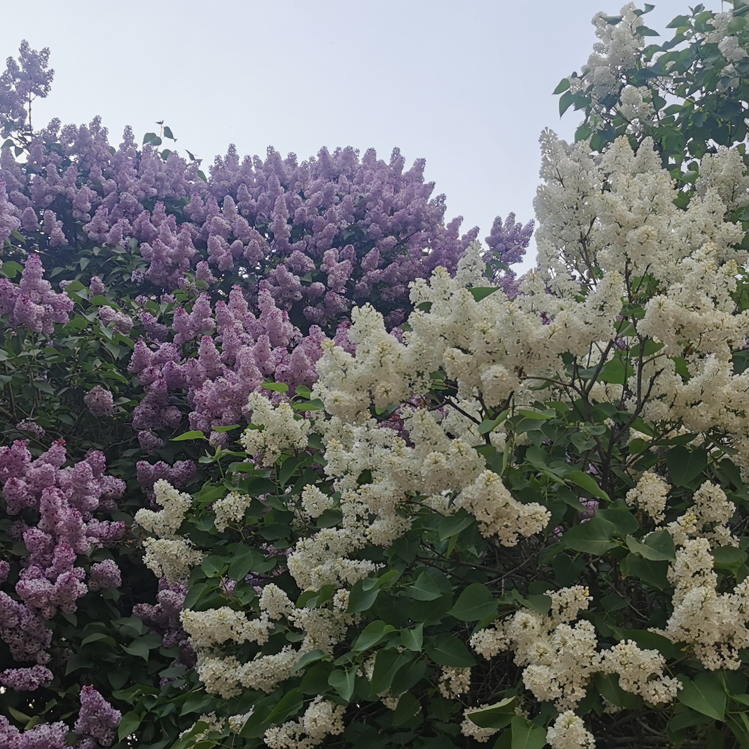 Отзывы. Семейный и детский фотограф в Москве Юлия