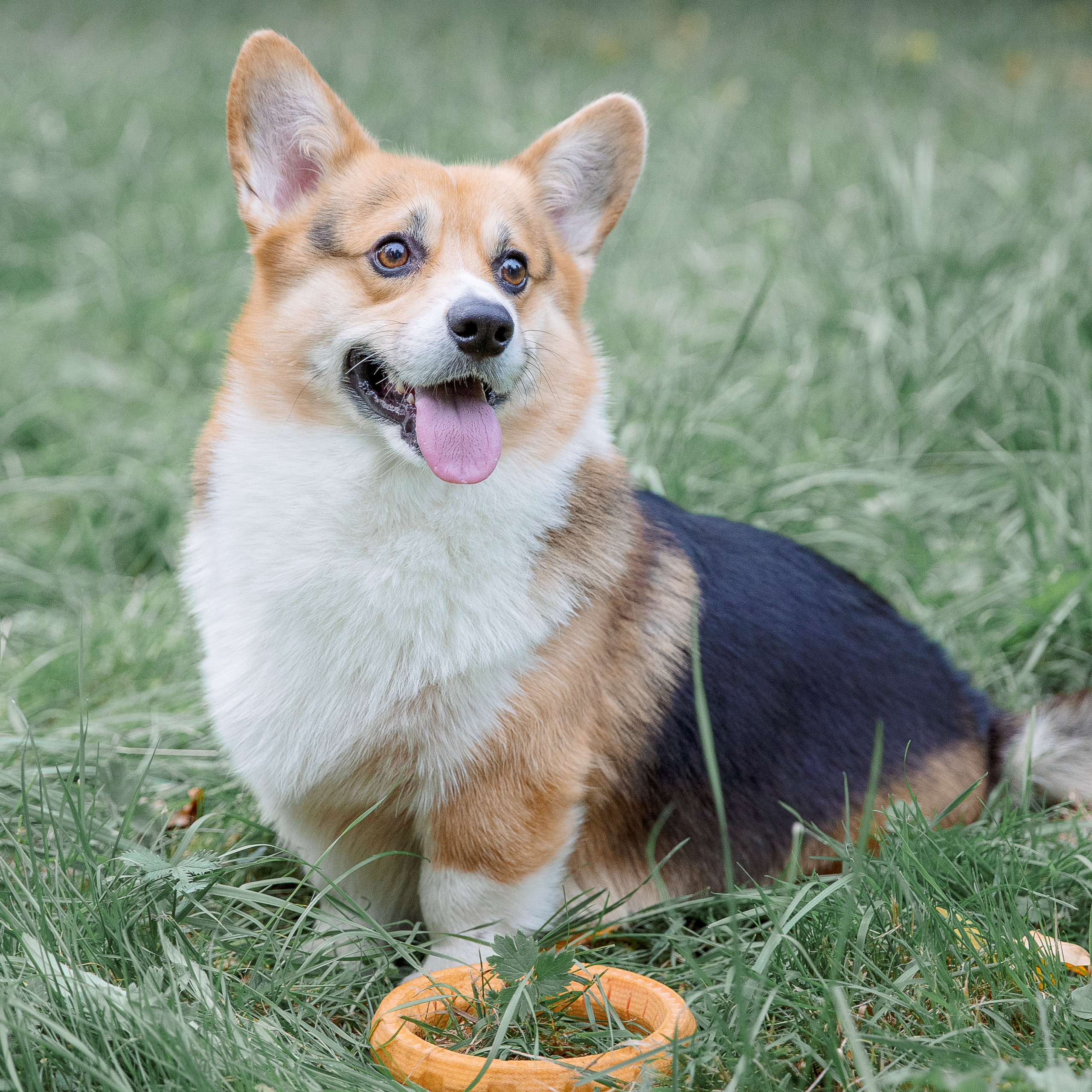 Вольт и его любимчики