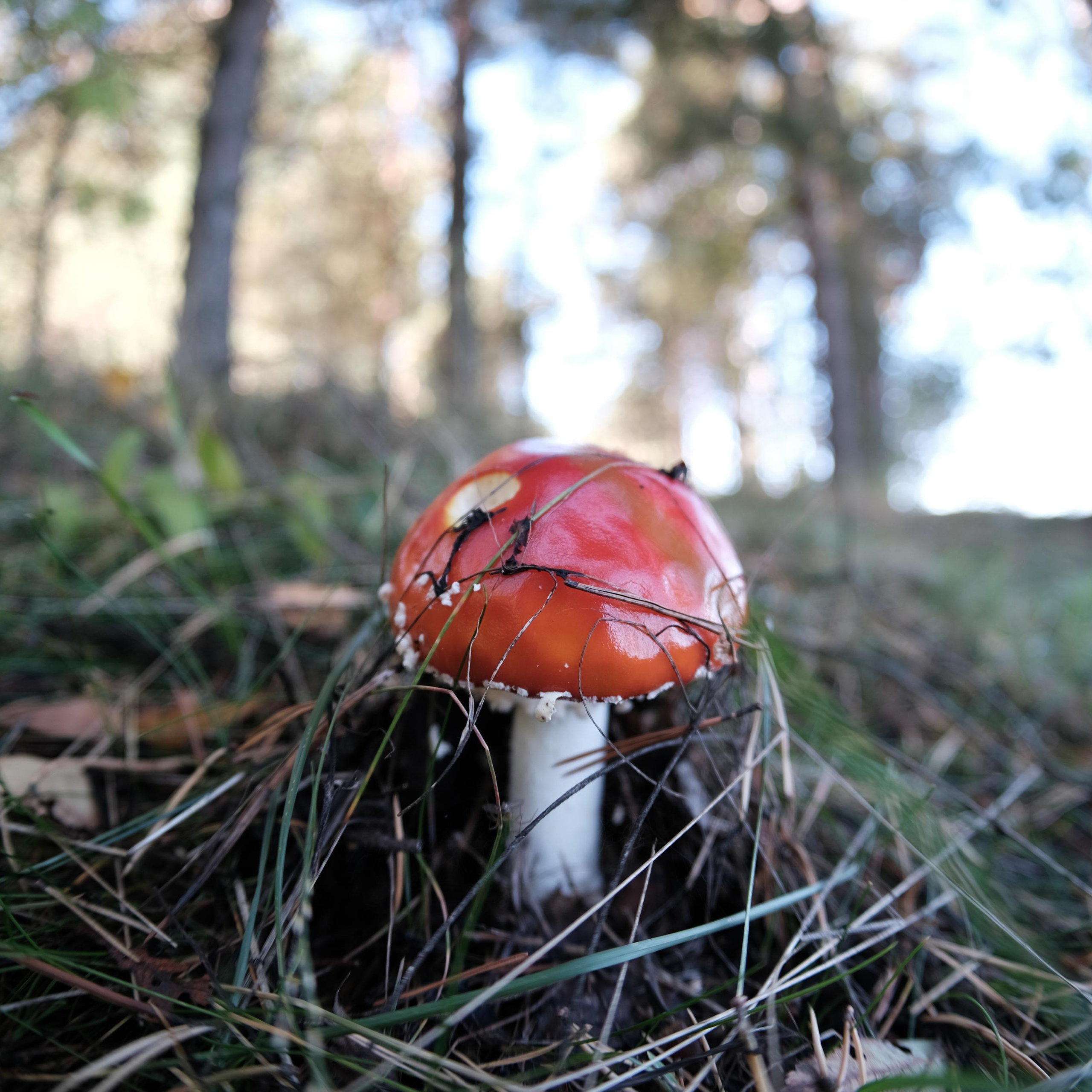 Сравнение объективов 7artisans 7,5/f2.8 и TTArtisan 7,5/f2.0. Фотограф Константин Шамин