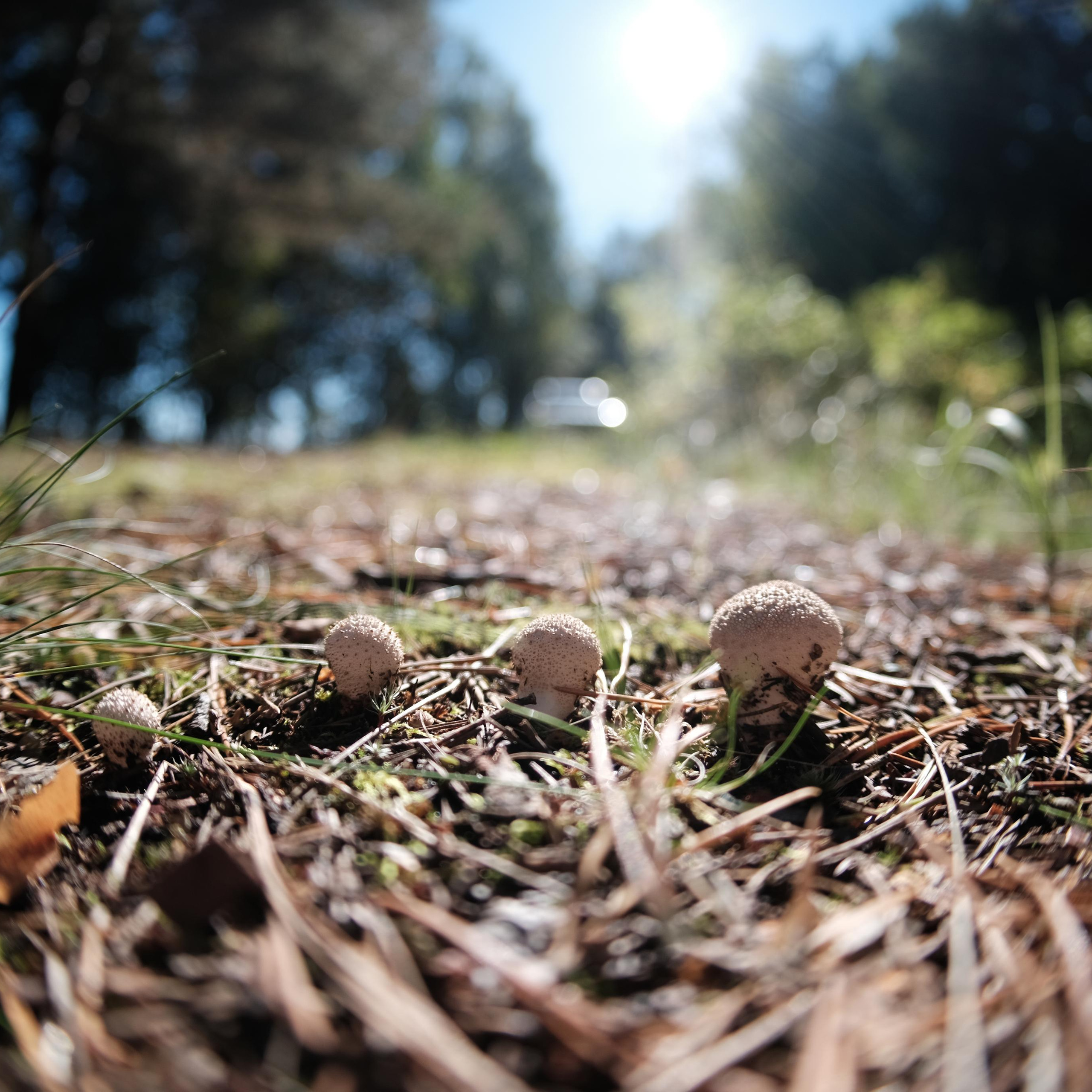 Сравнение объективов 7artisans 7,5/f2.8 и TTArtisan 7,5/f2.0. Фотограф Константин Шамин