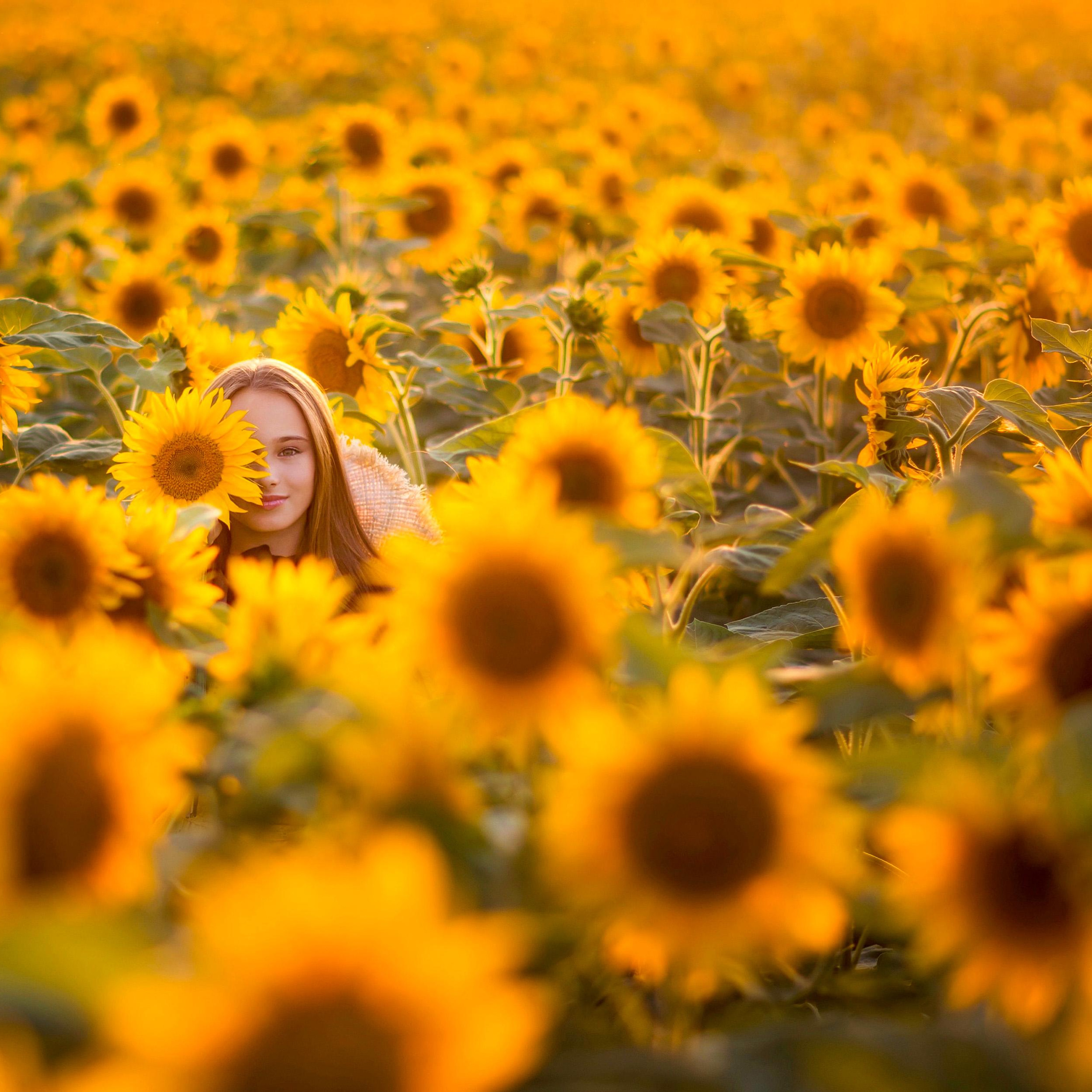 Подсолнухи