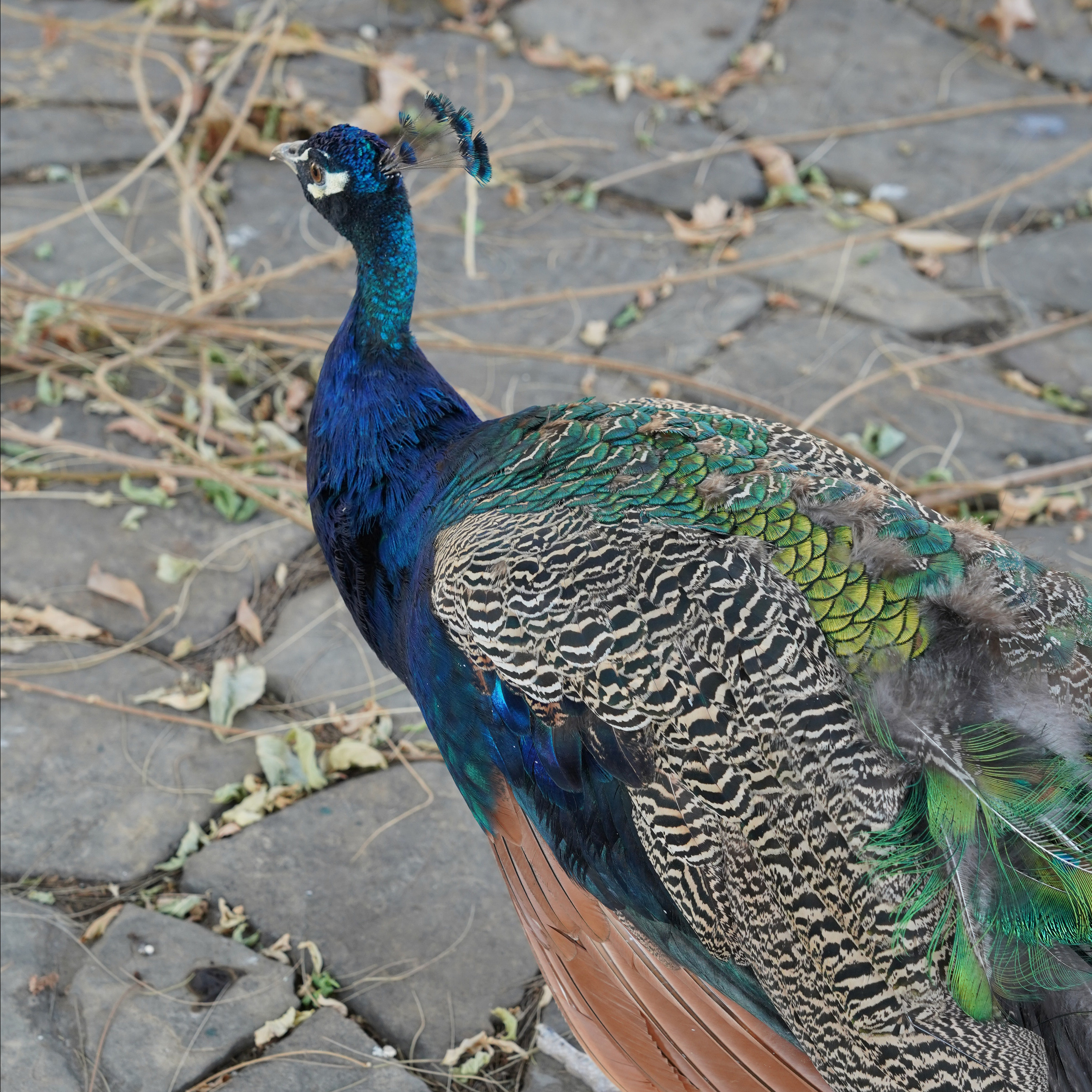 Отзывы. Студийный и портретный фотограф в САНКТ-ПЕТЕРБУРГЕИрина Махаон