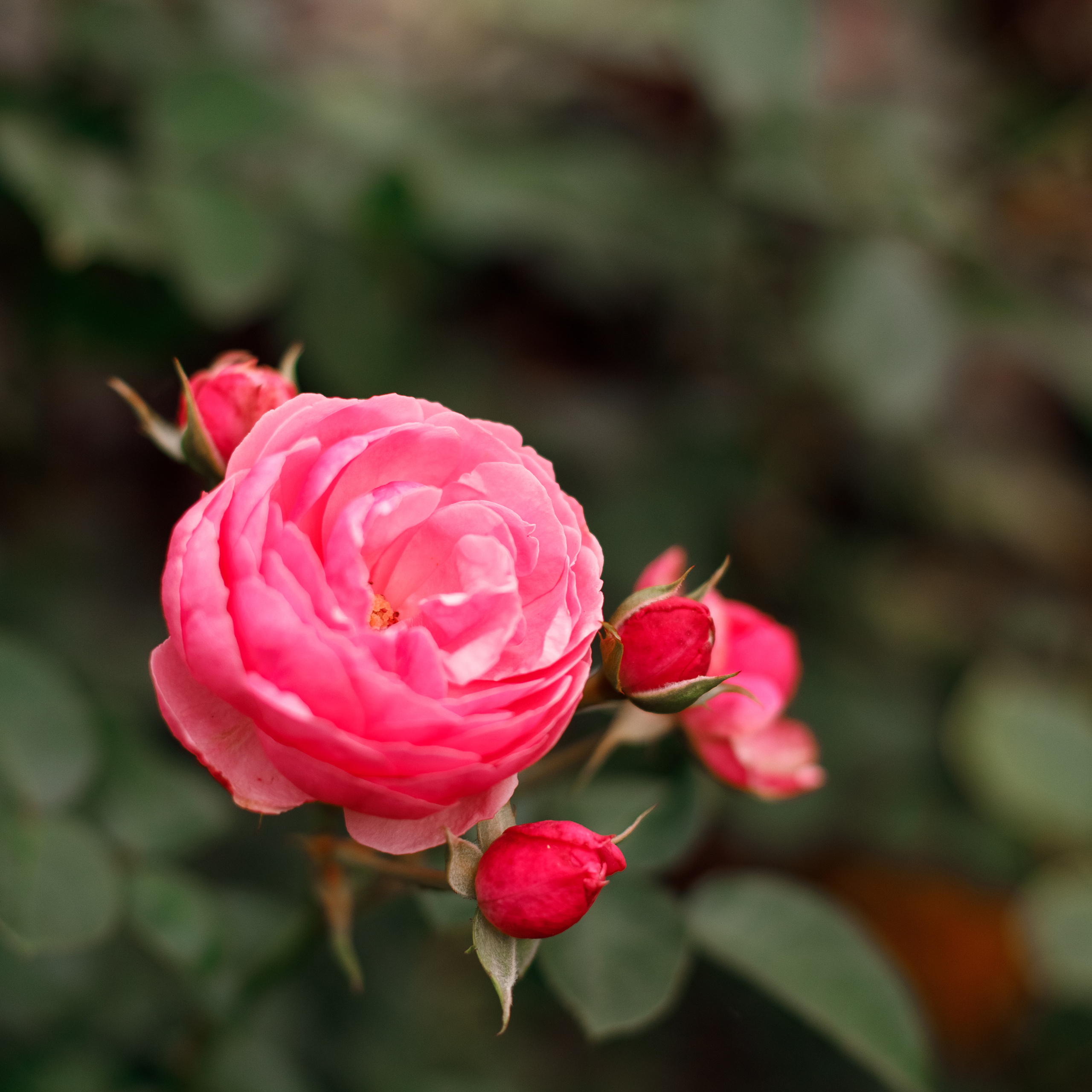 Отзывы. Валентина Удалая — семейный и портретный фотограф в Брянске