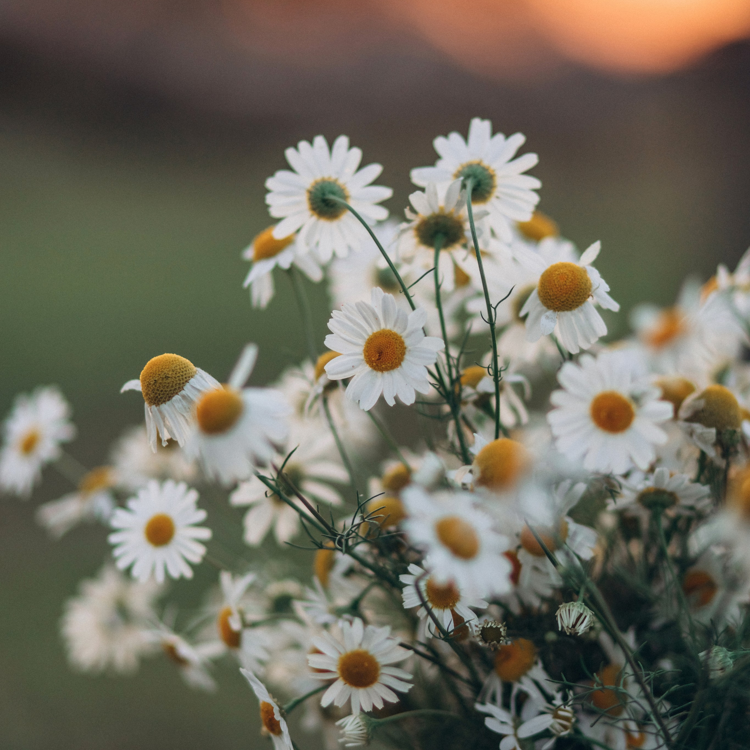 Закатная история для Юли