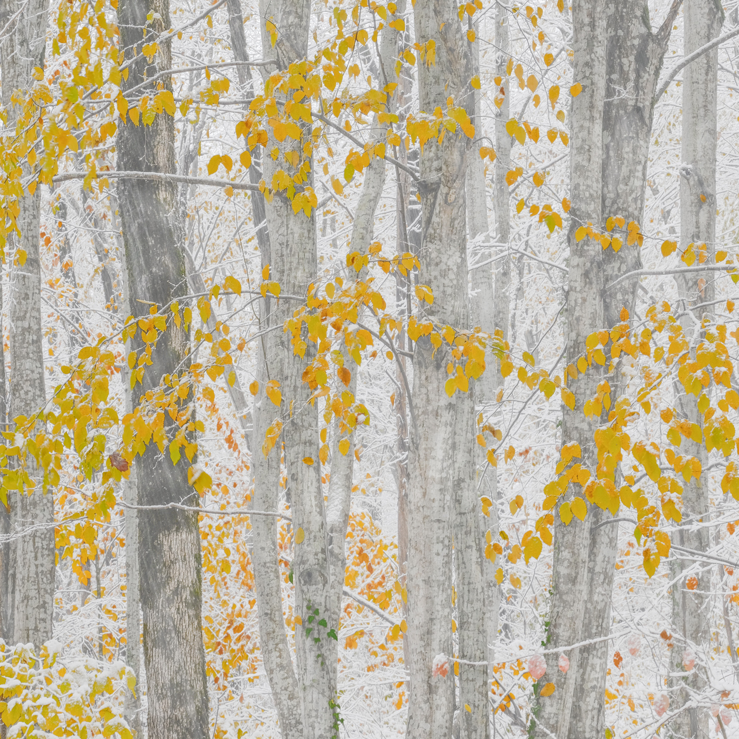 Краснодарский край и Адыгея. Пейзажный фотограф Олеся Федосеенкова. Фудфотограф в Туапсе, Краснодар