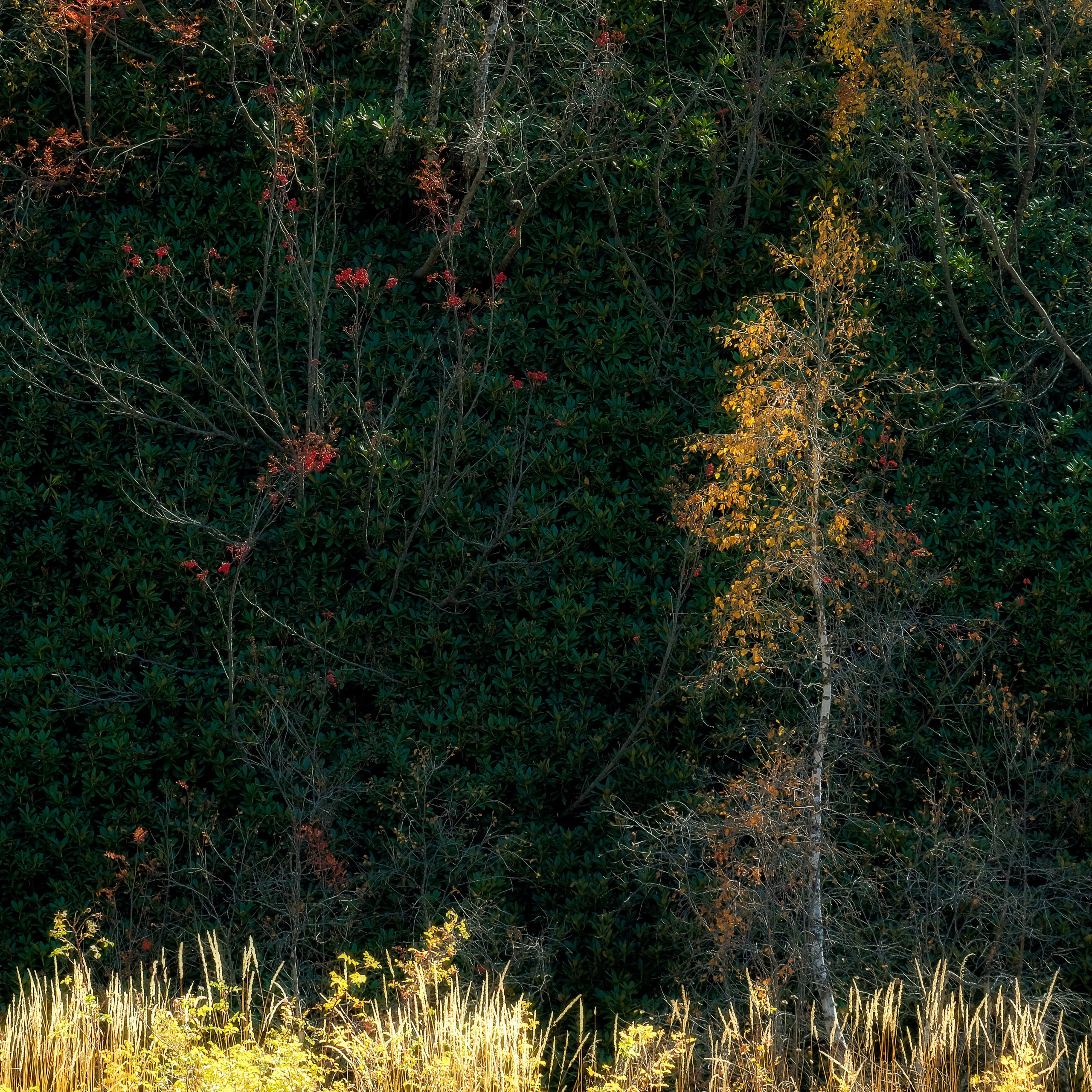 Сванетия. Пейзажный фотограф Олеся Федосеенкова. Фудфотограф в Туапсе, Краснодар