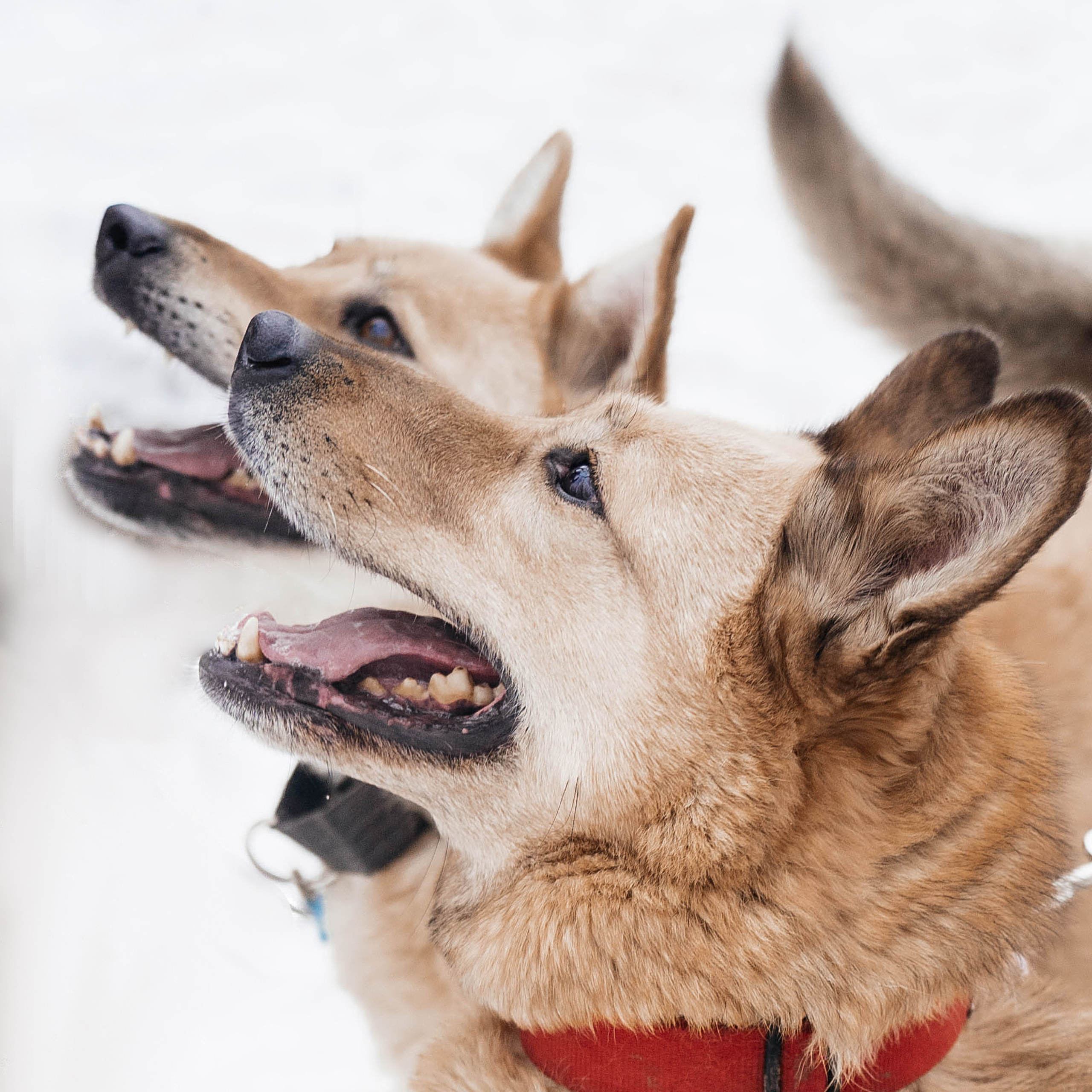 Отзывы. Свадебный фотограф Диана Грицай