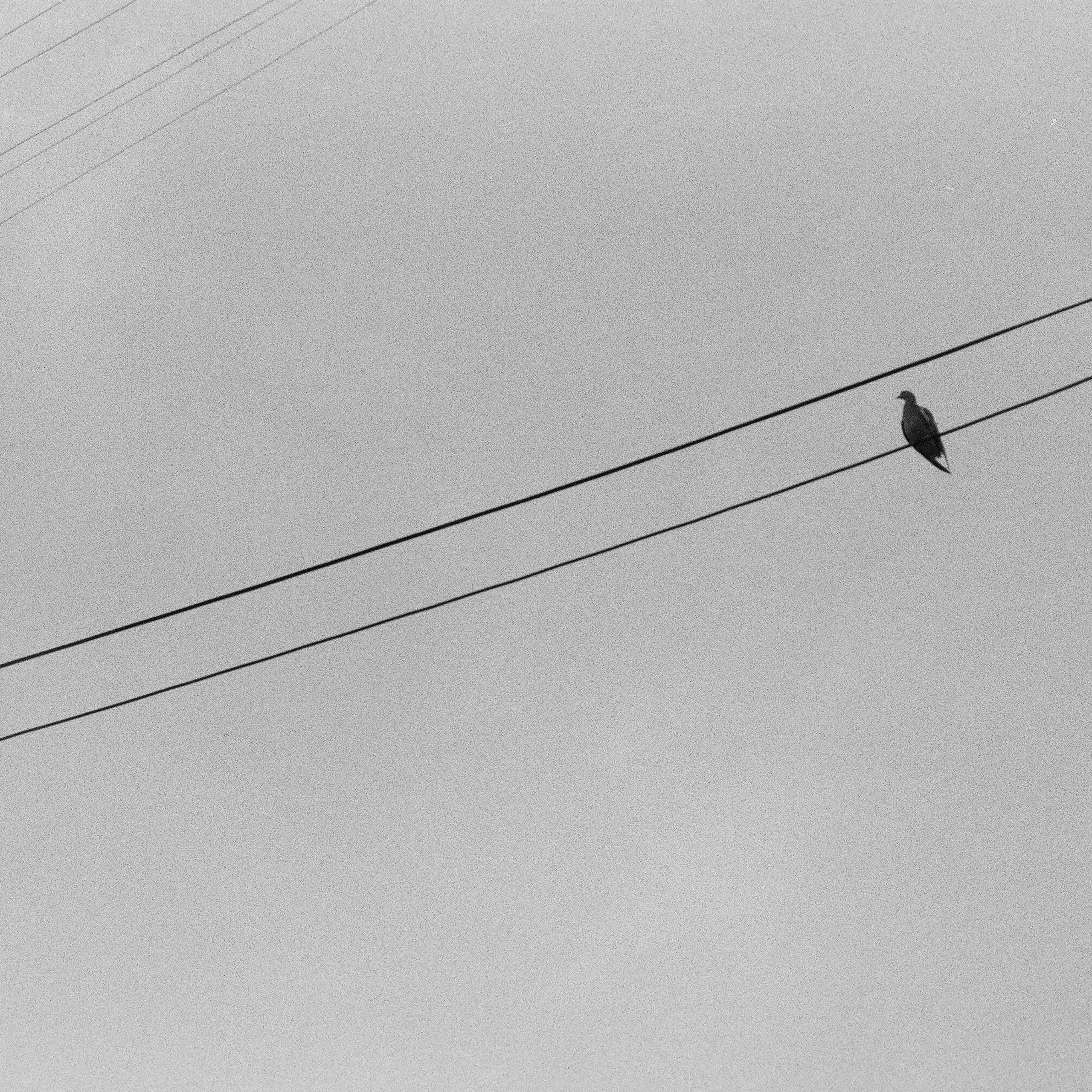 Птичка. Фотография Стремского