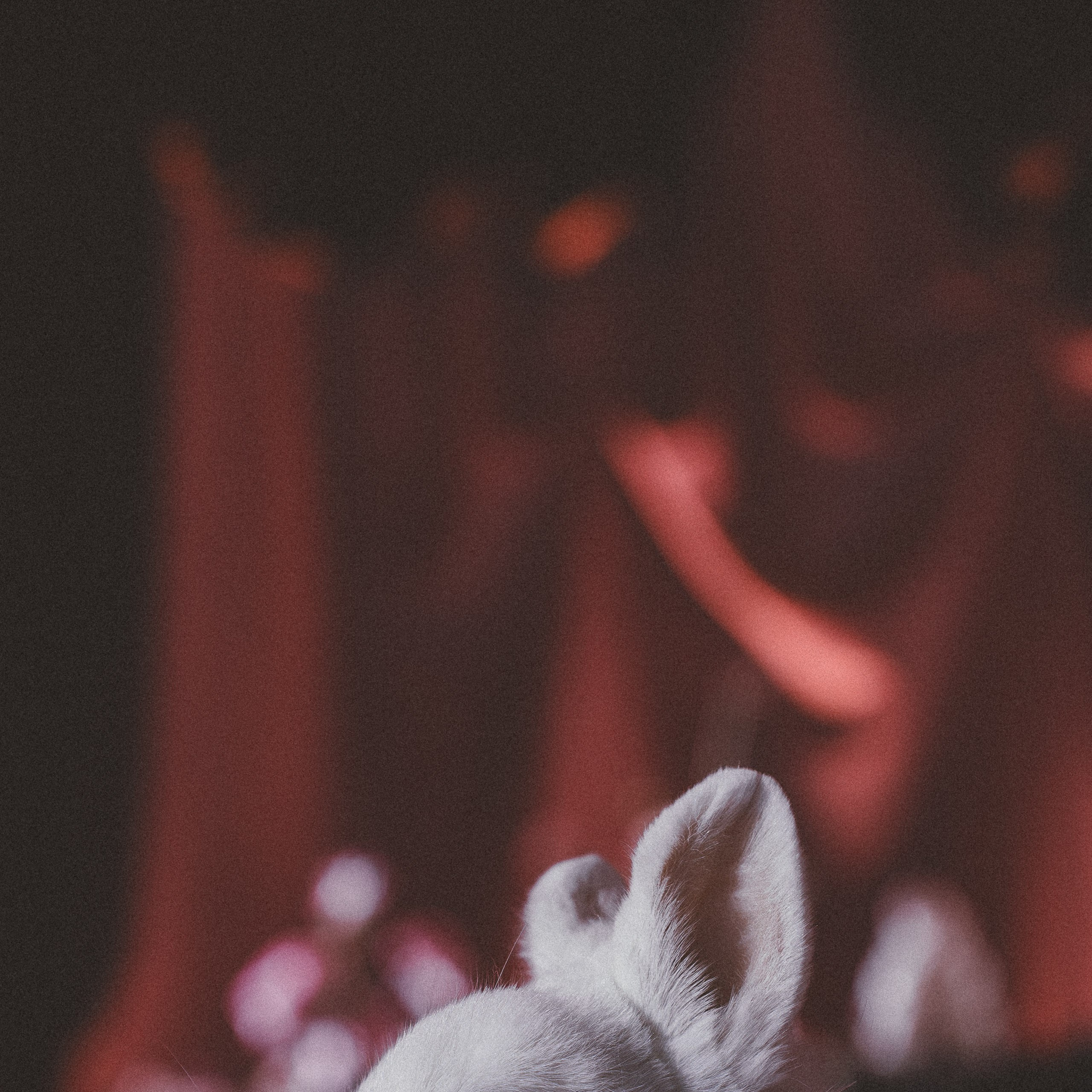 Сергей и Кристина. Свадебный и портретный фотограф в Москве Сергей Бузин