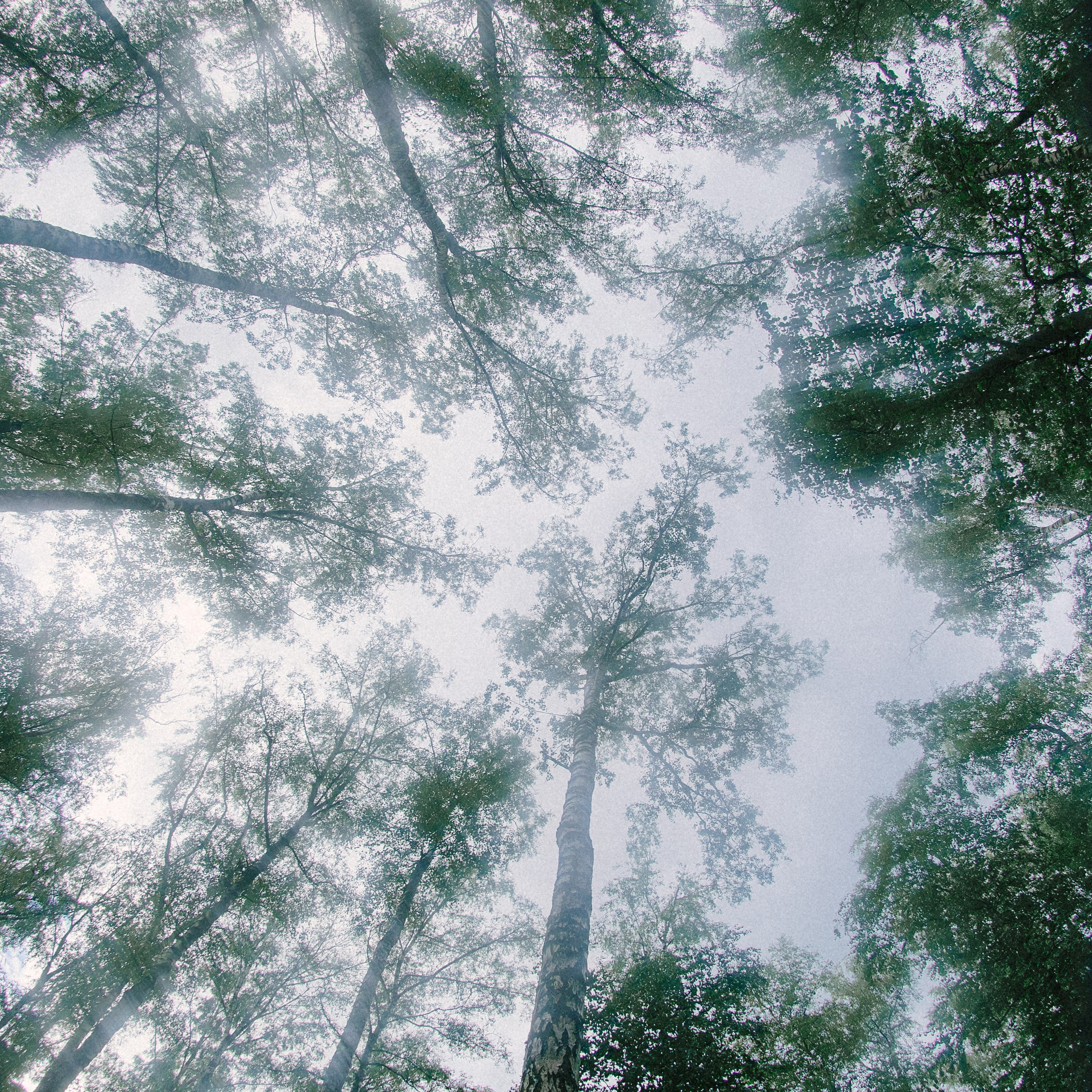 Артем и Полина. Свадебный и портретный фотограф в Москве Сергей Бузин