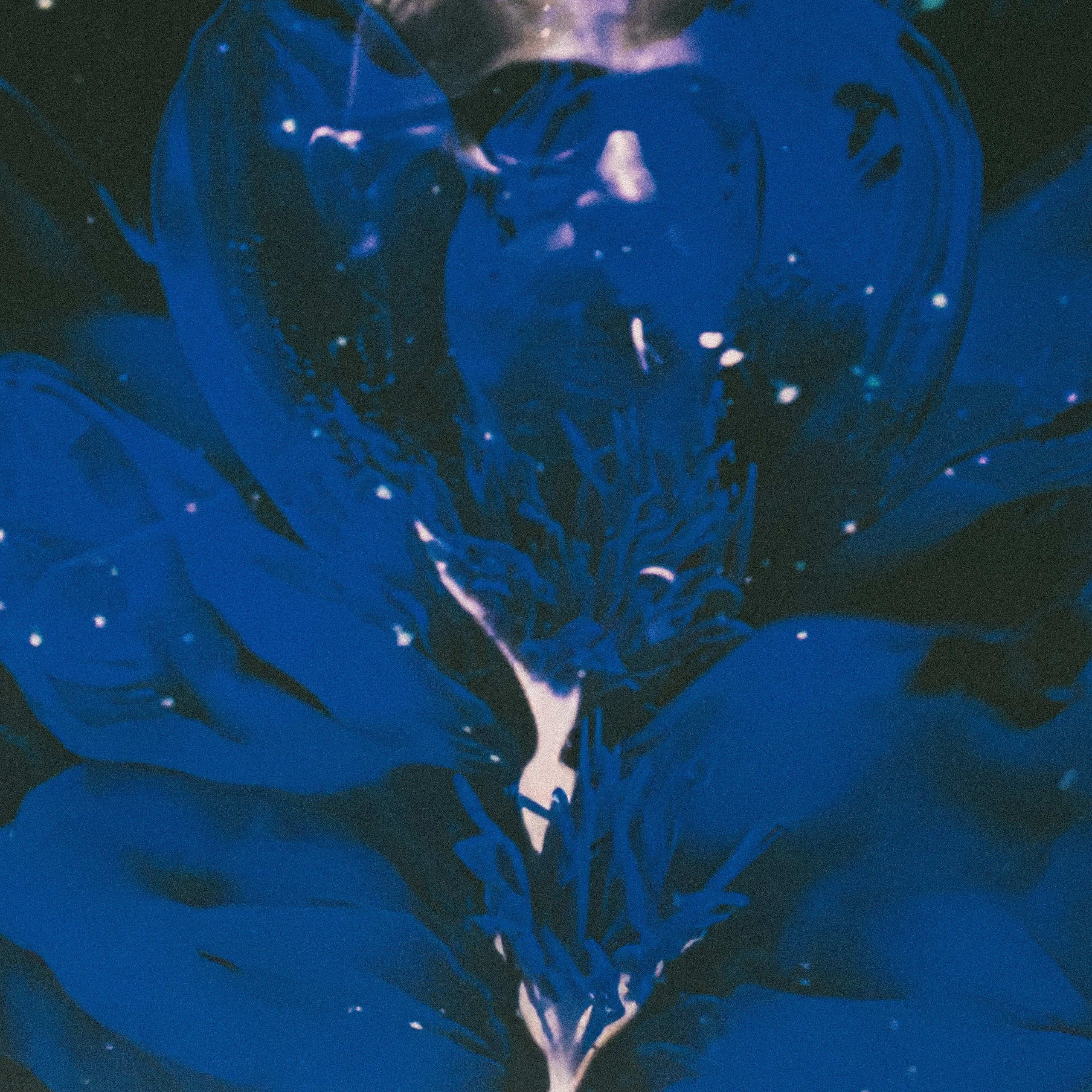 HammAli & Navai. Свадебный и портретный фотограф в Москве Сергей Бузин