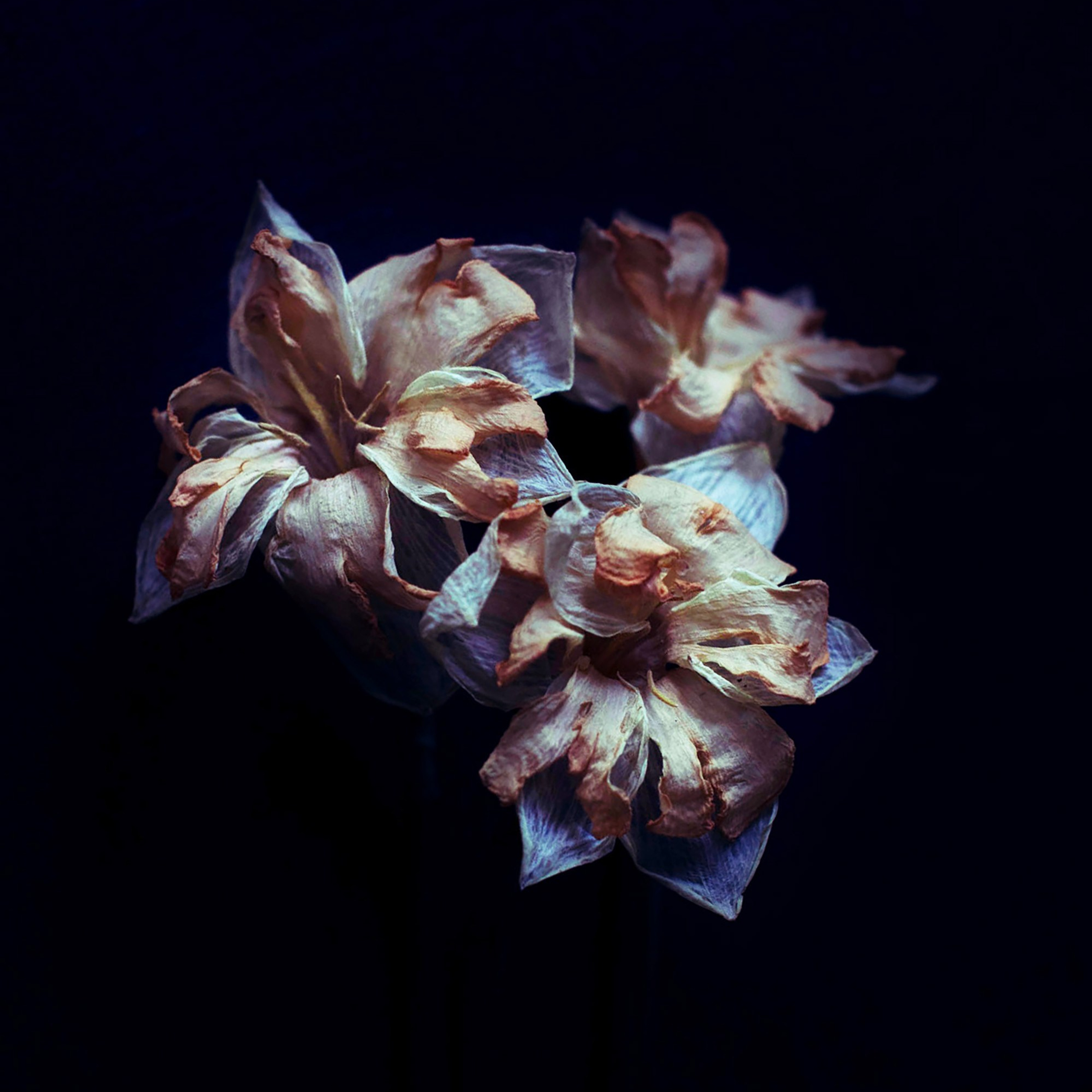 Цветы. Фотограф-портретист в Москве