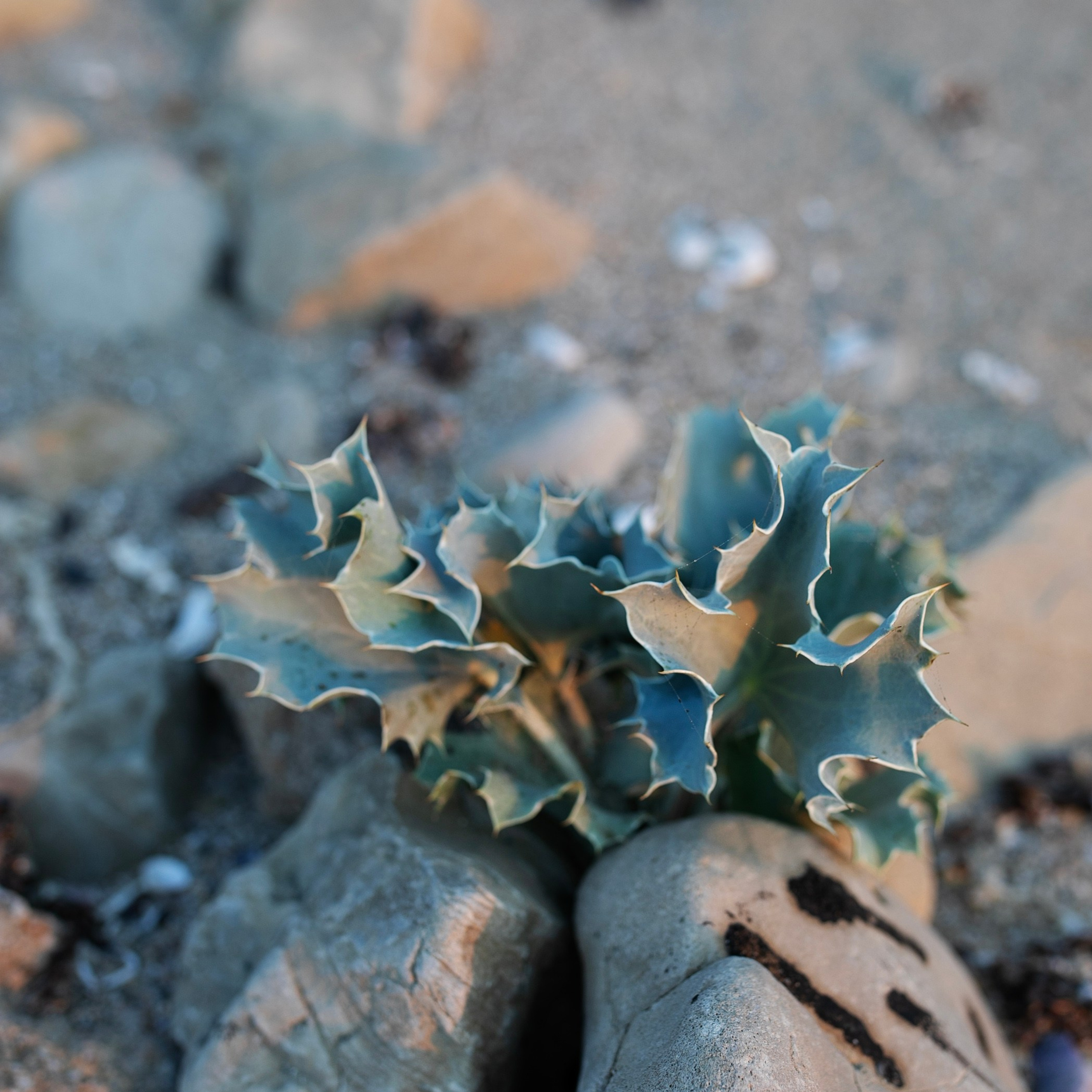 Болгария'24. Фотограф-портретист в Москве