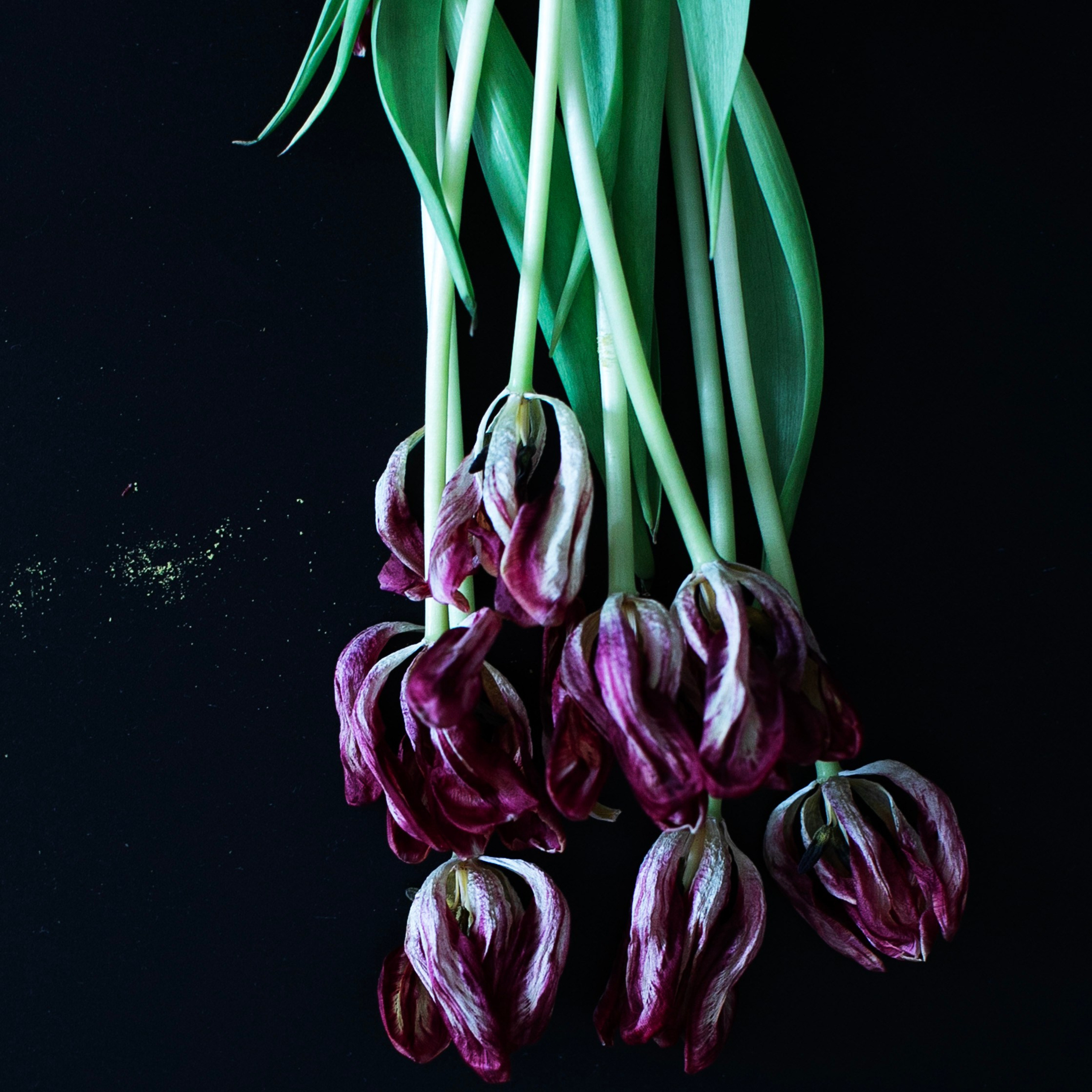 Цветы. Фотограф-портретист в Москве