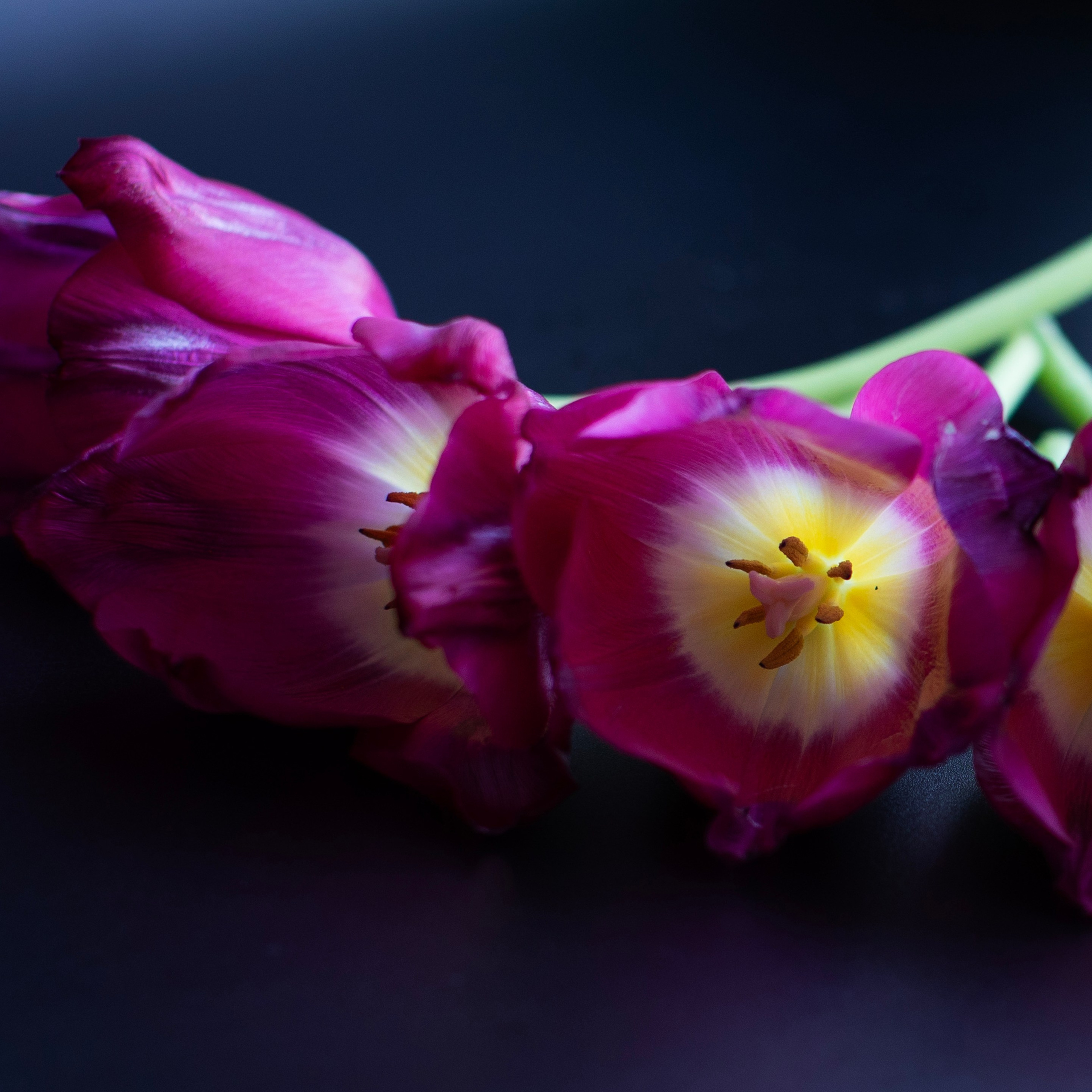 Цветы. Фотограф-портретист в Москве