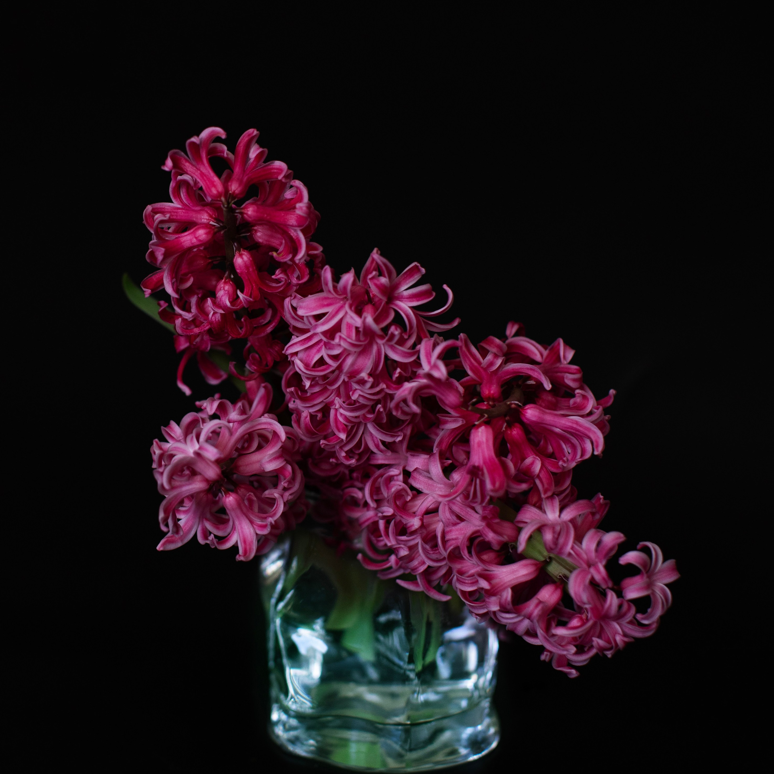 Цветы. Фотограф-портретист в Москве