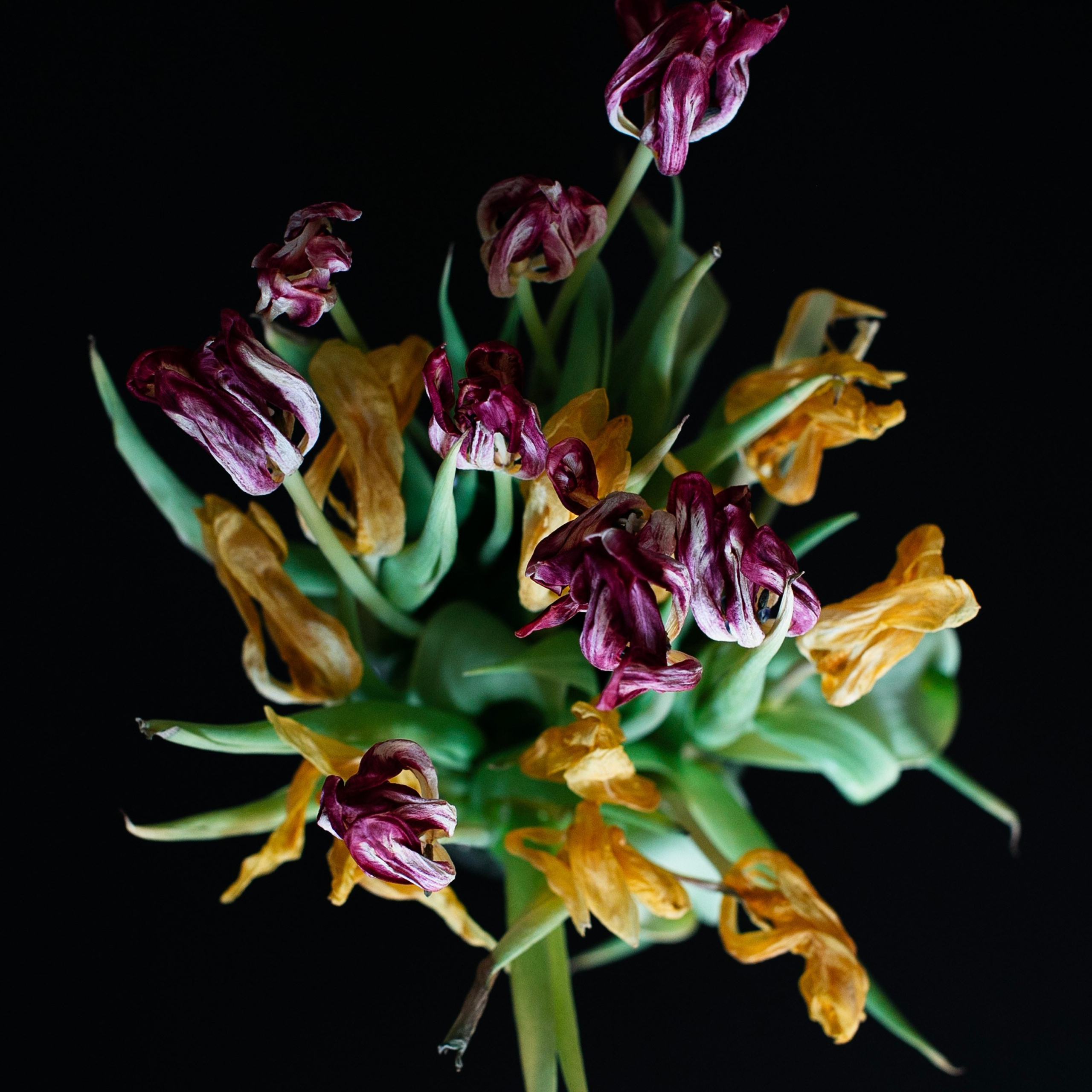 Цветы. Фотограф-портретист в Москве