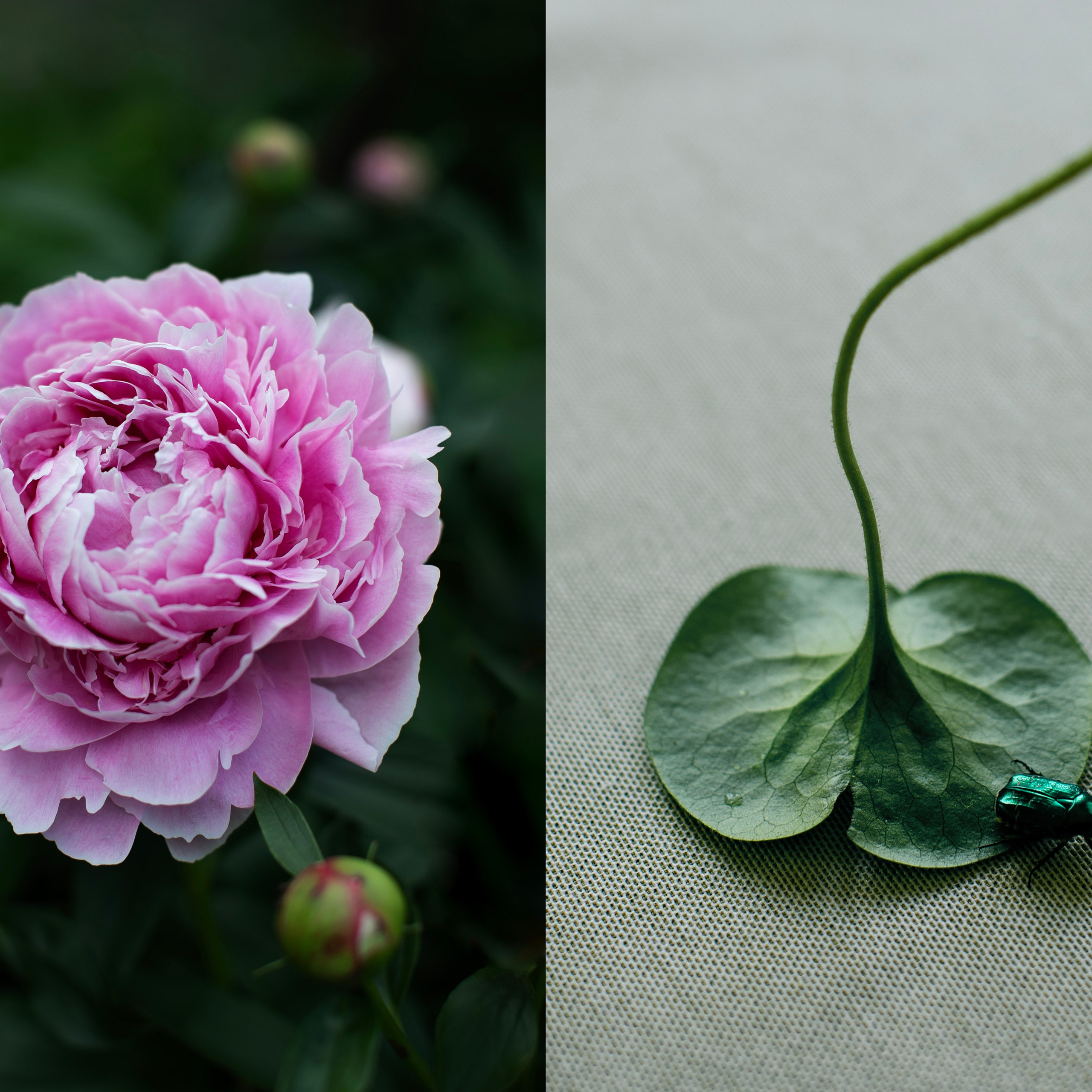 Коллажи. Фотограф-портретист в Москве