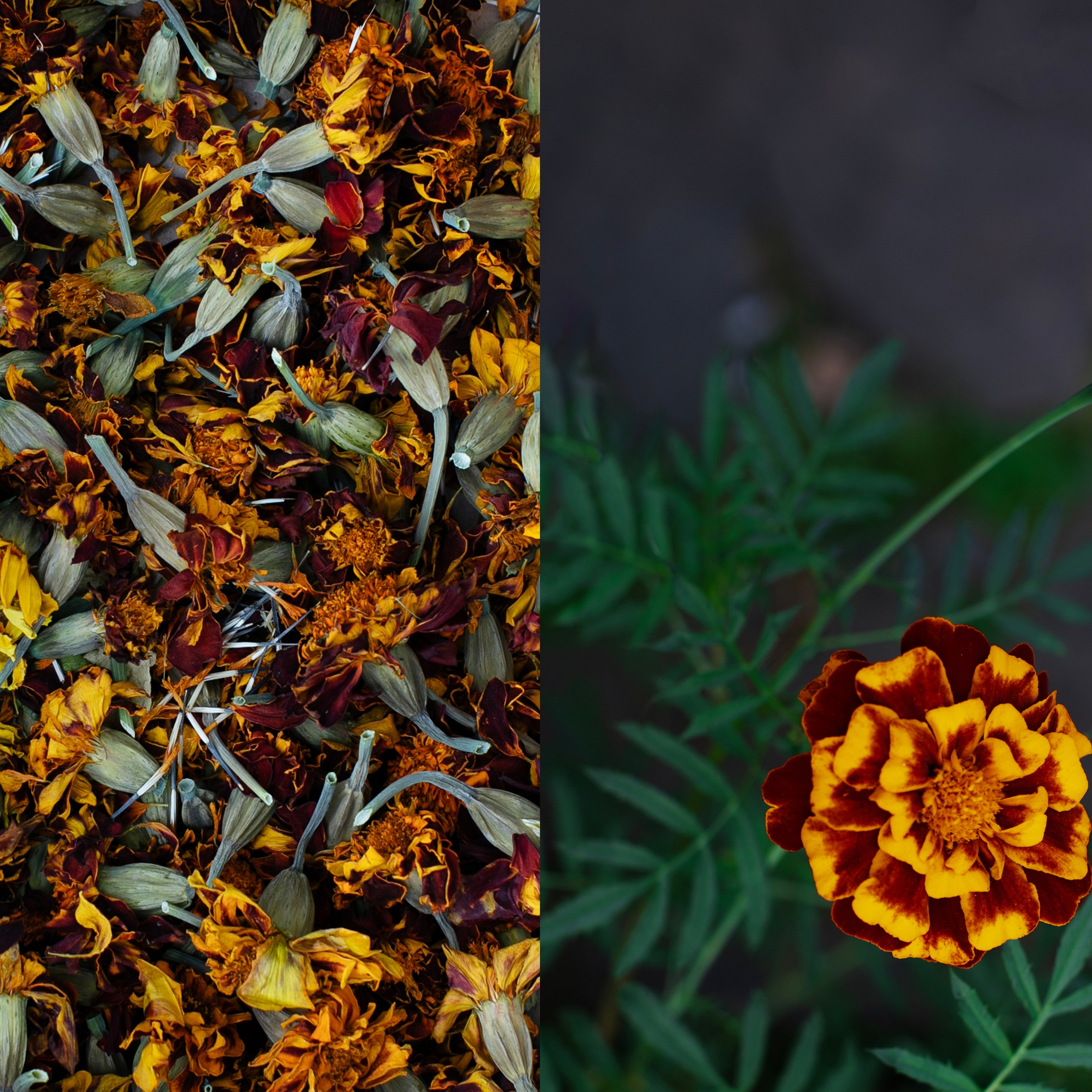 Коллажи. Фотограф-портретист в Москве