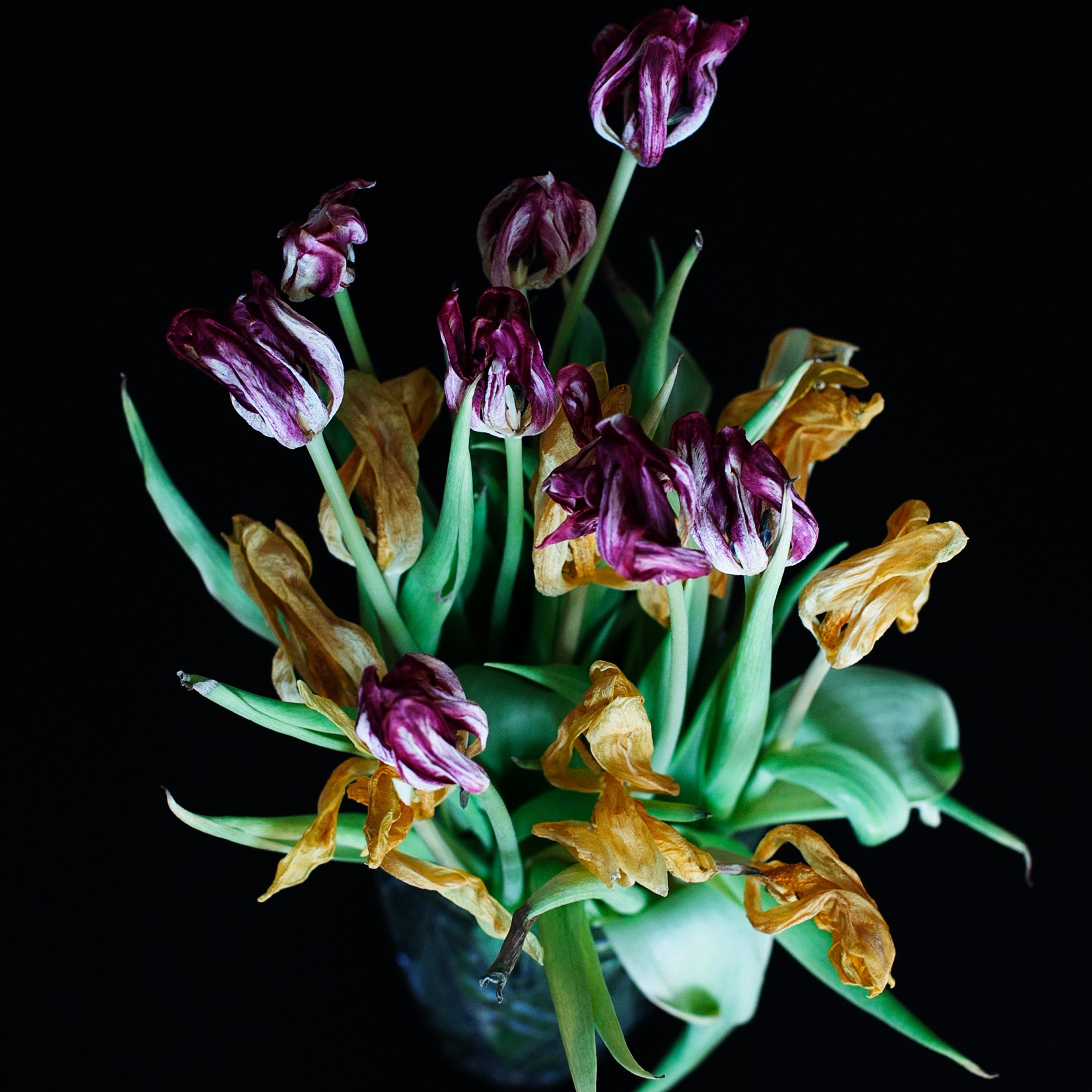 Цветы. Фотограф-портретист в Москве