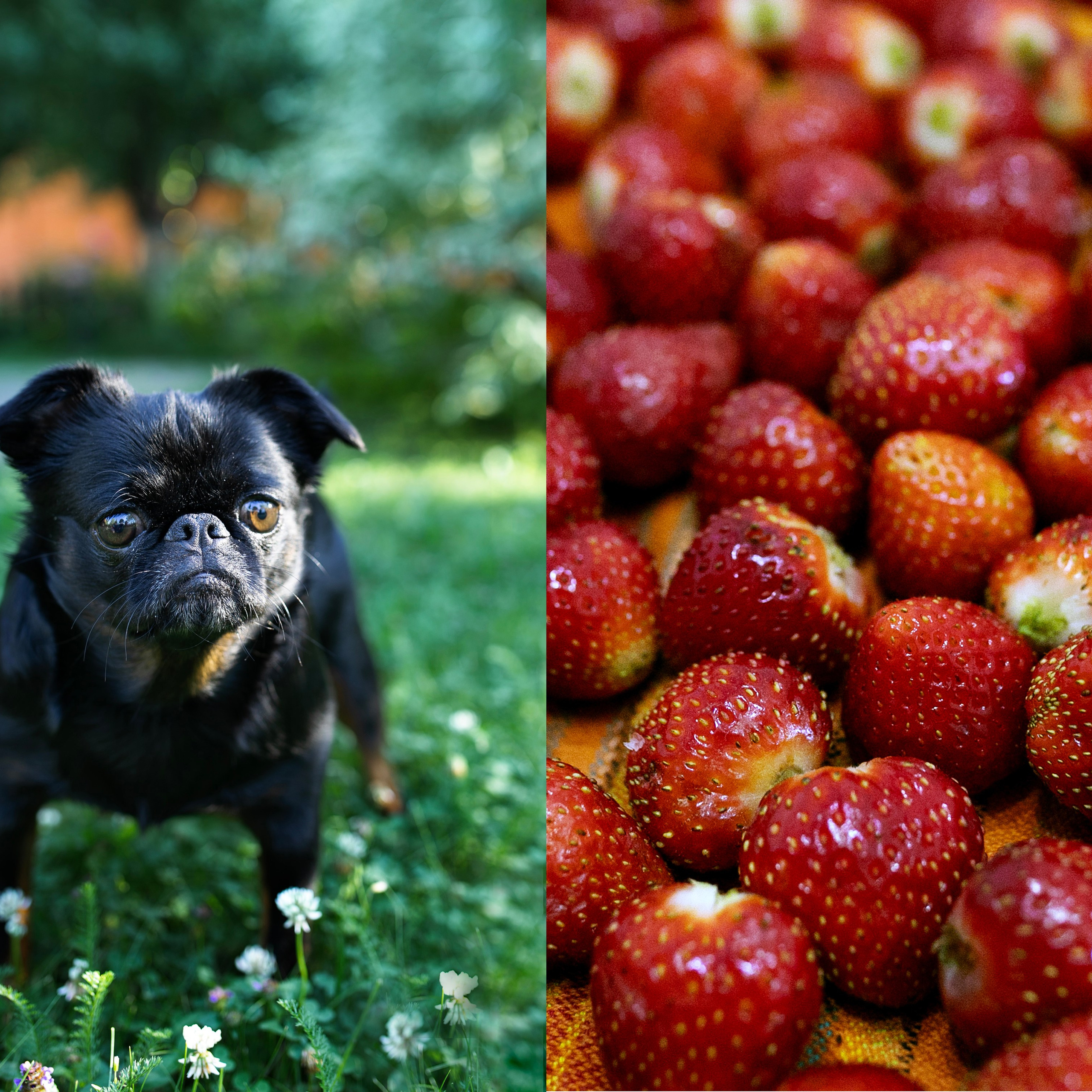Коллажи. Фотограф-портретист в Москве